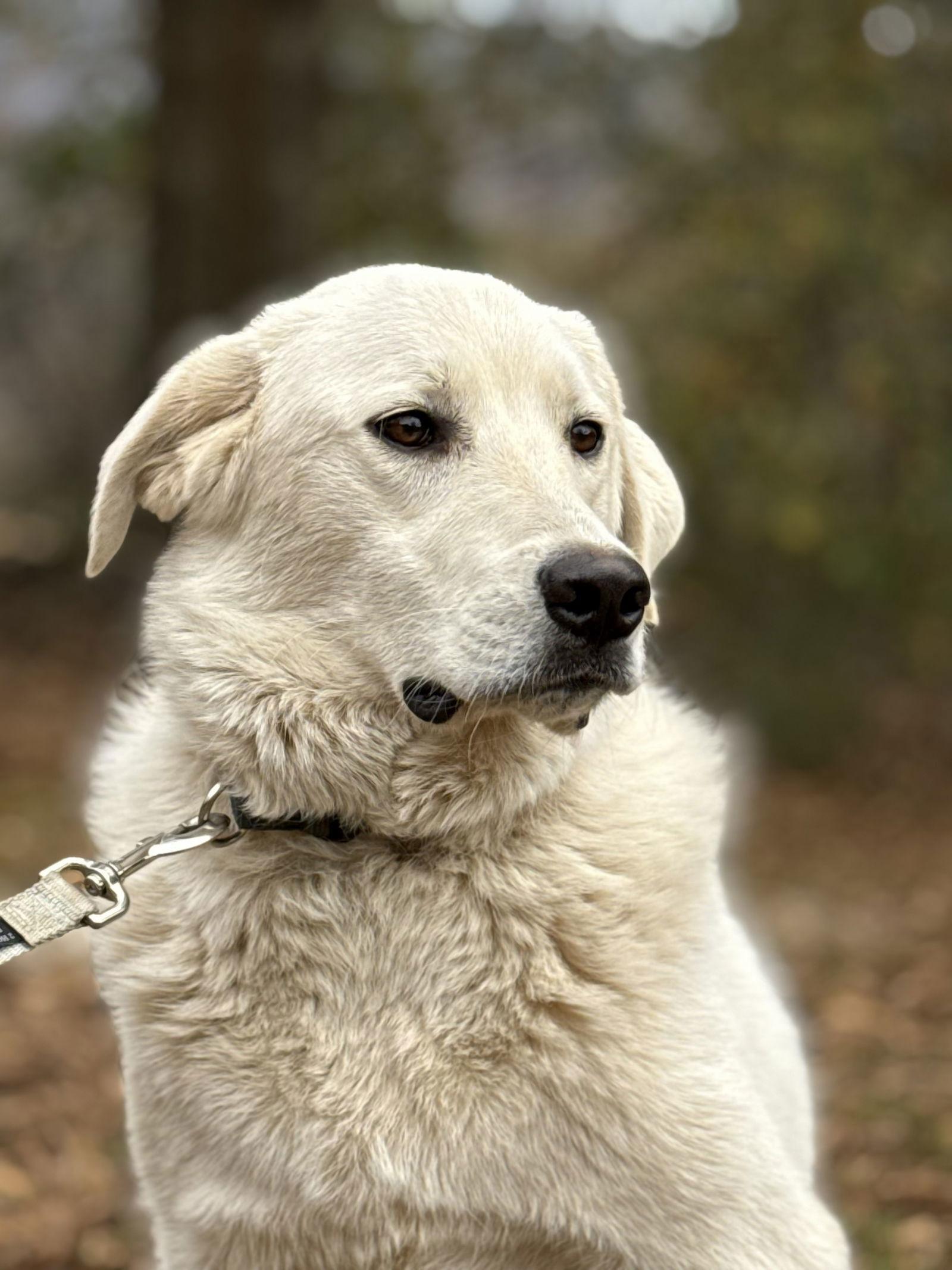 Doug, Adoptable, Young Male Great Pyrenees & Golden Retriever.