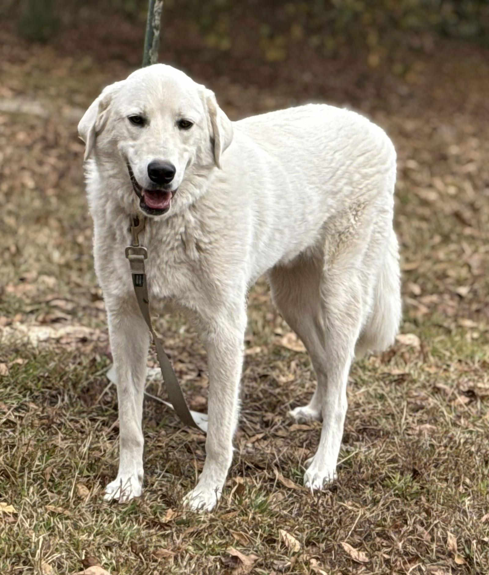 Enlarge Doug, a Adoptable mixed breed in Attalla, AL image 2/3