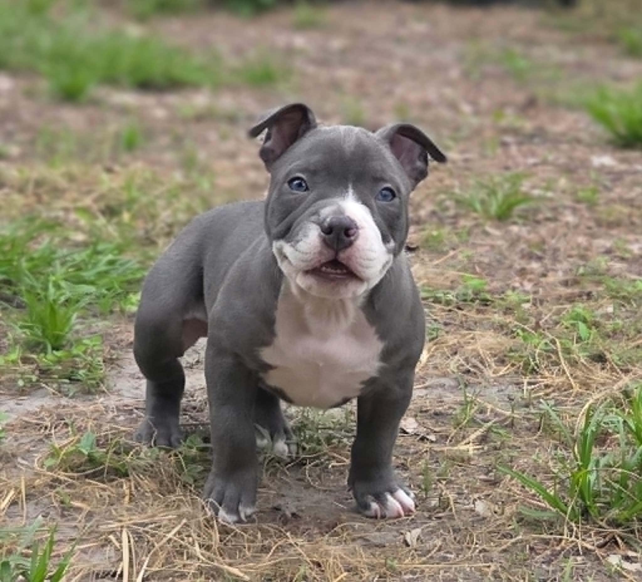 Polly, adopted, Puppy Female American Bully & Pit Bull Terrier.