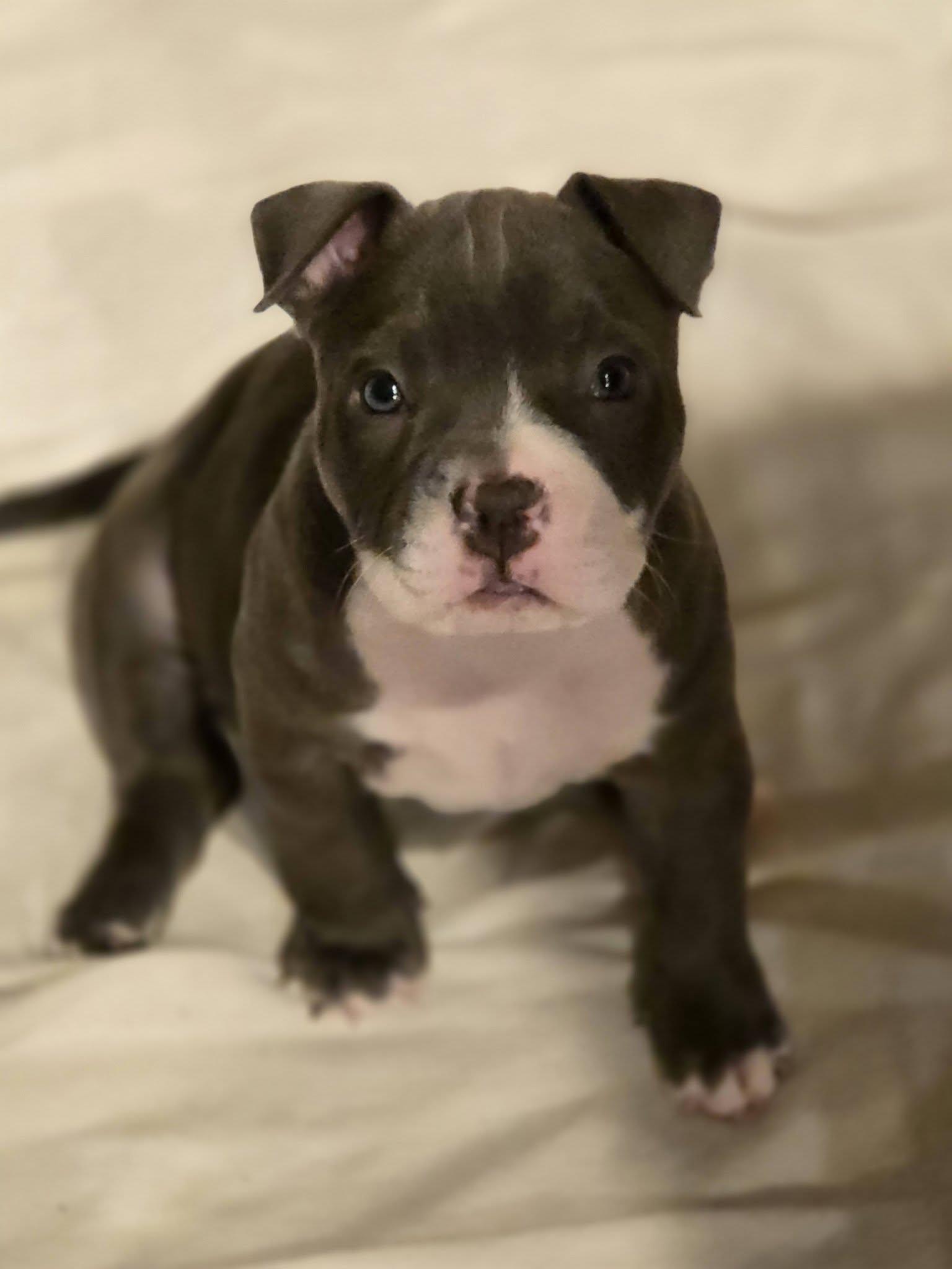 Polly, an adopted mixed breed in New Port Richey, FL image 4/5