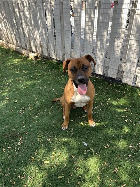 PJ, Adoptable, Young Male Boxer & Pit Bull Terrier.