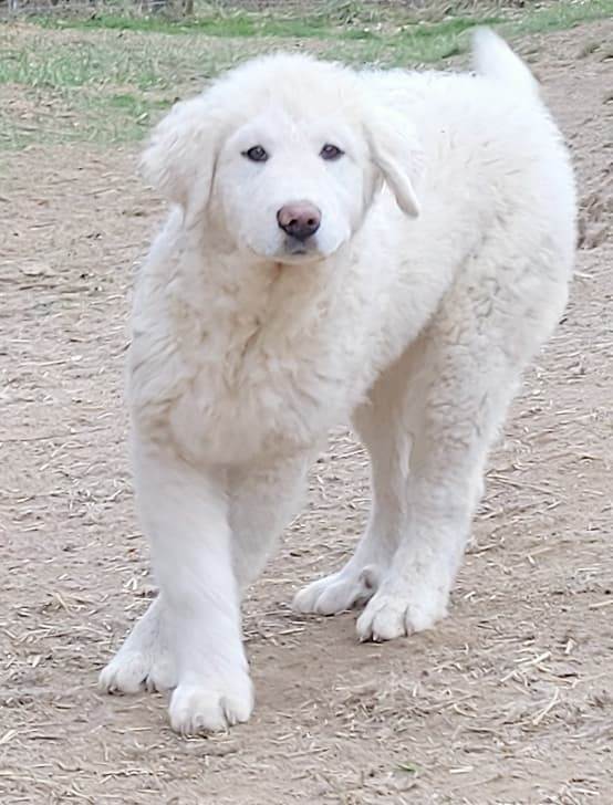 Boltanita, Adoptable, Puppy Female Great Pyrenees.