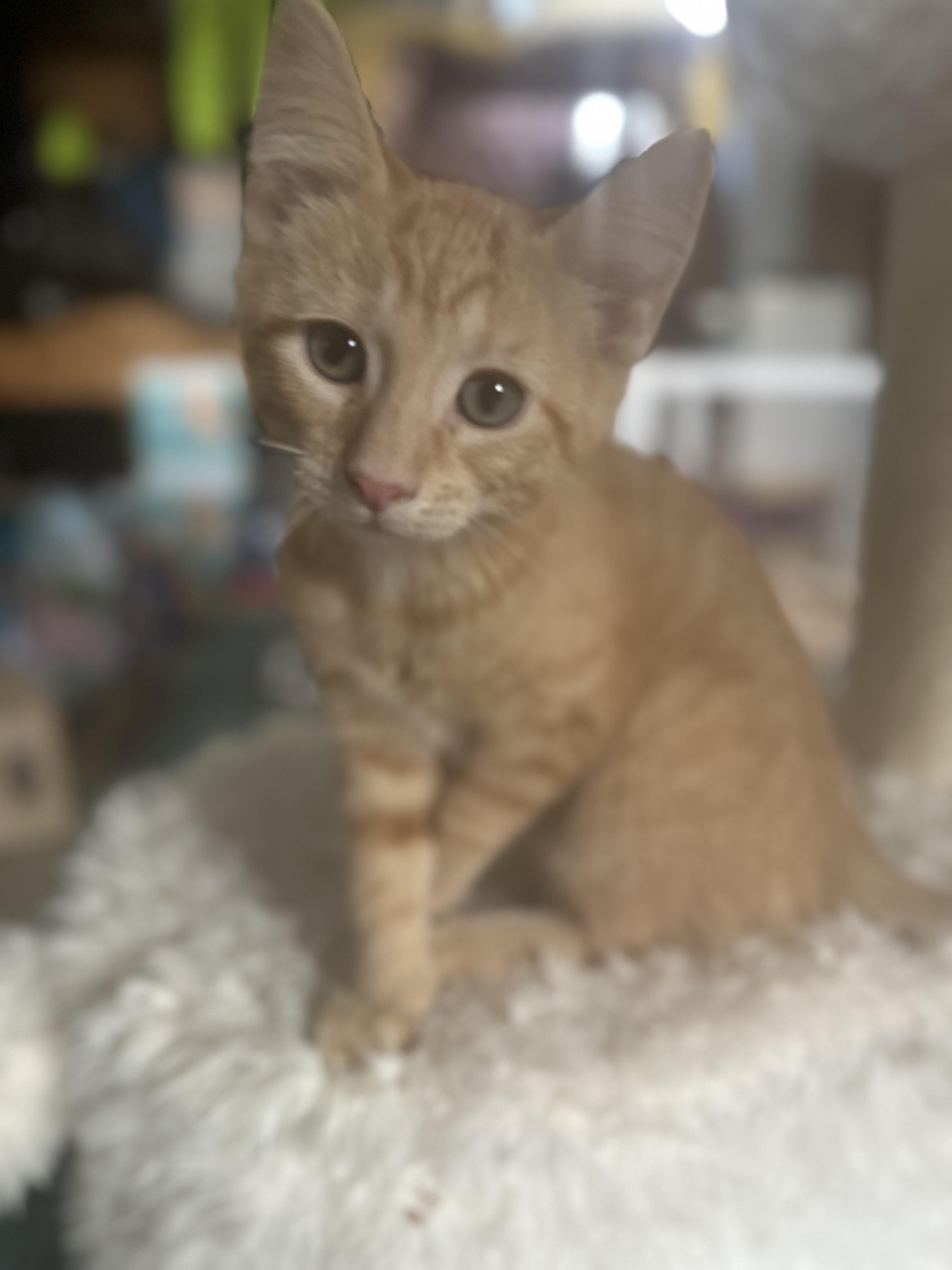 Julius, an adopted Domestic Short Hair in Monticello, IN image 2/3