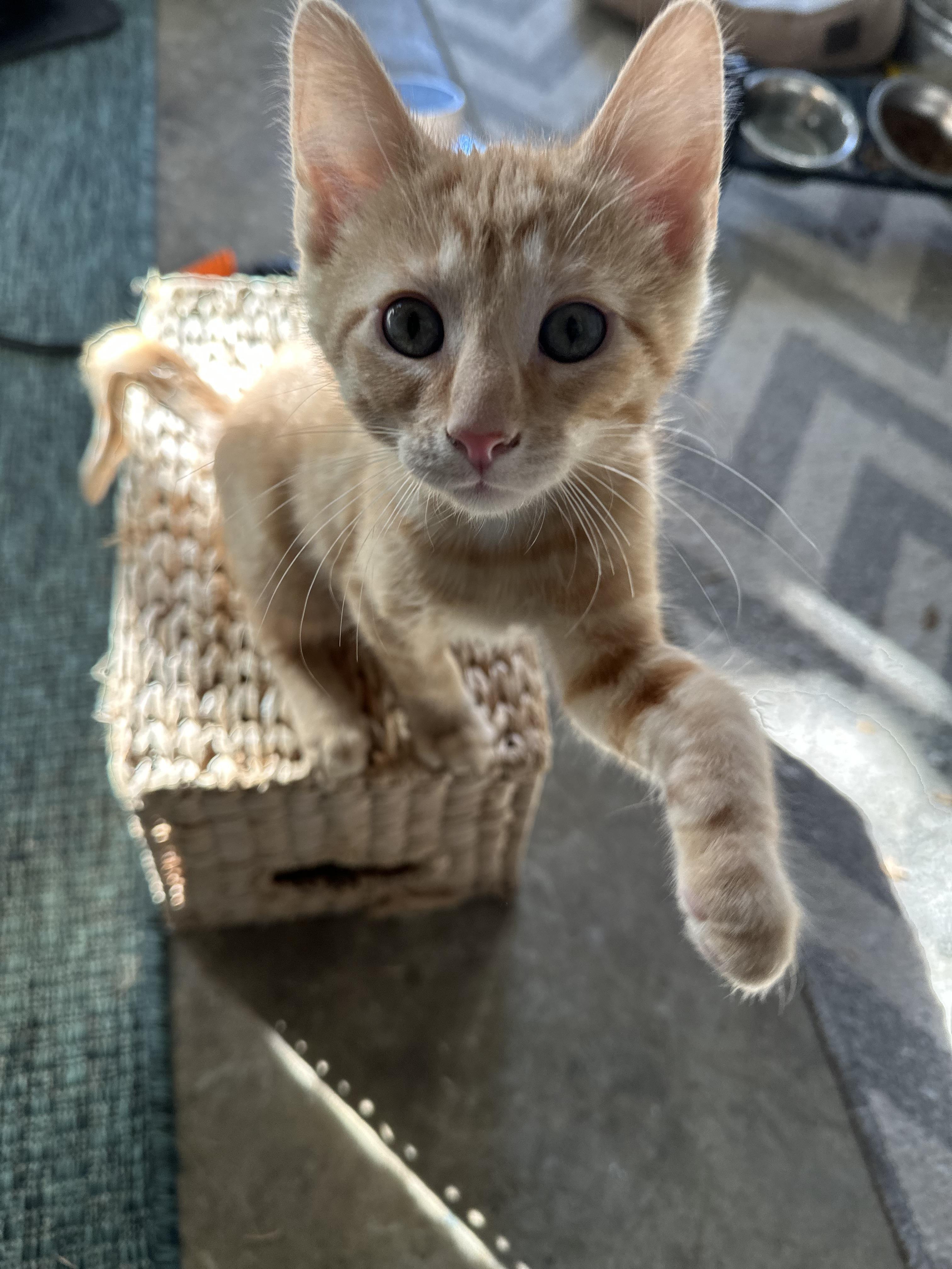 Julius, an adopted Domestic Short Hair in Monticello, IN image 3/3