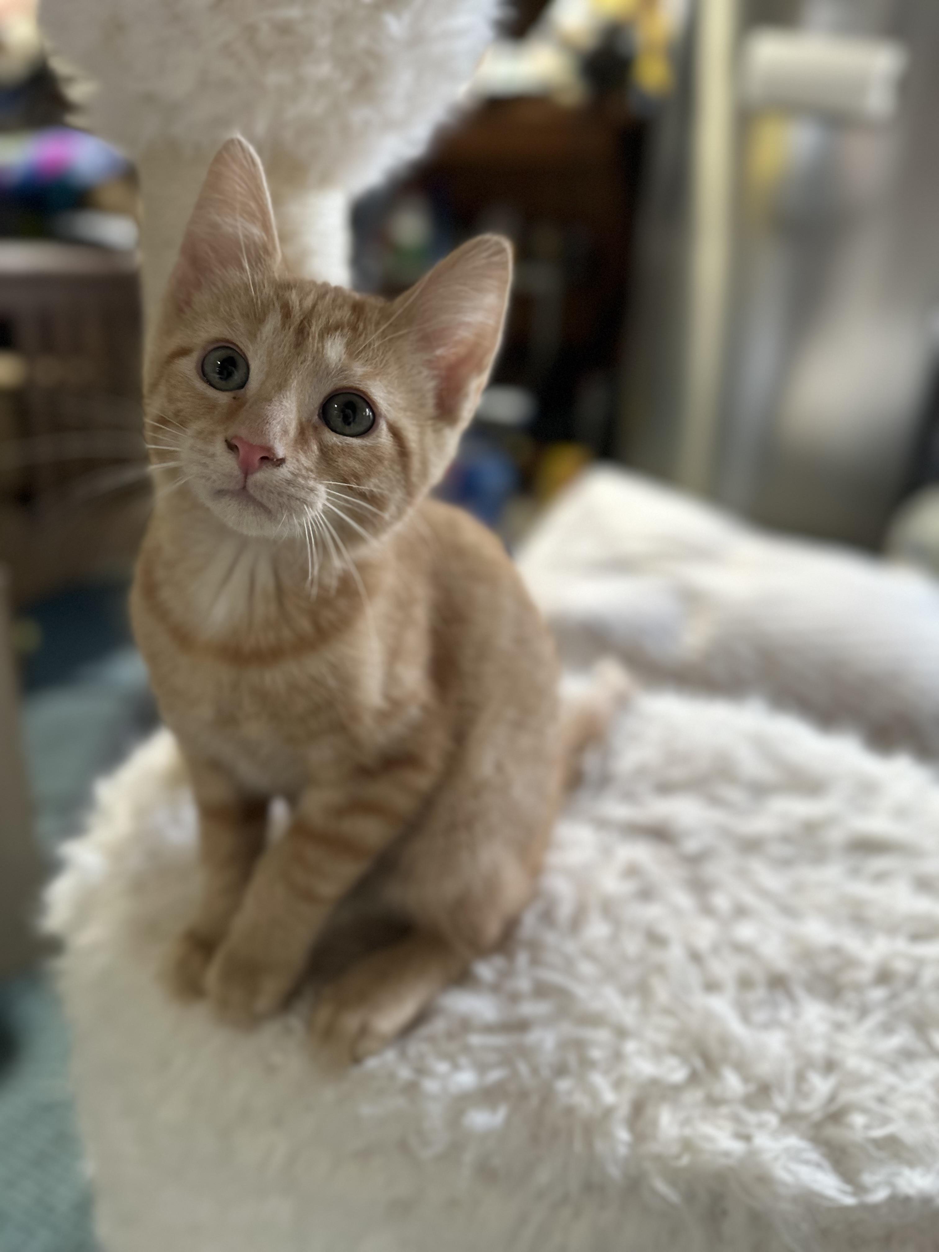 Julius, adopted, Kitten Male Domestic Short Hair.