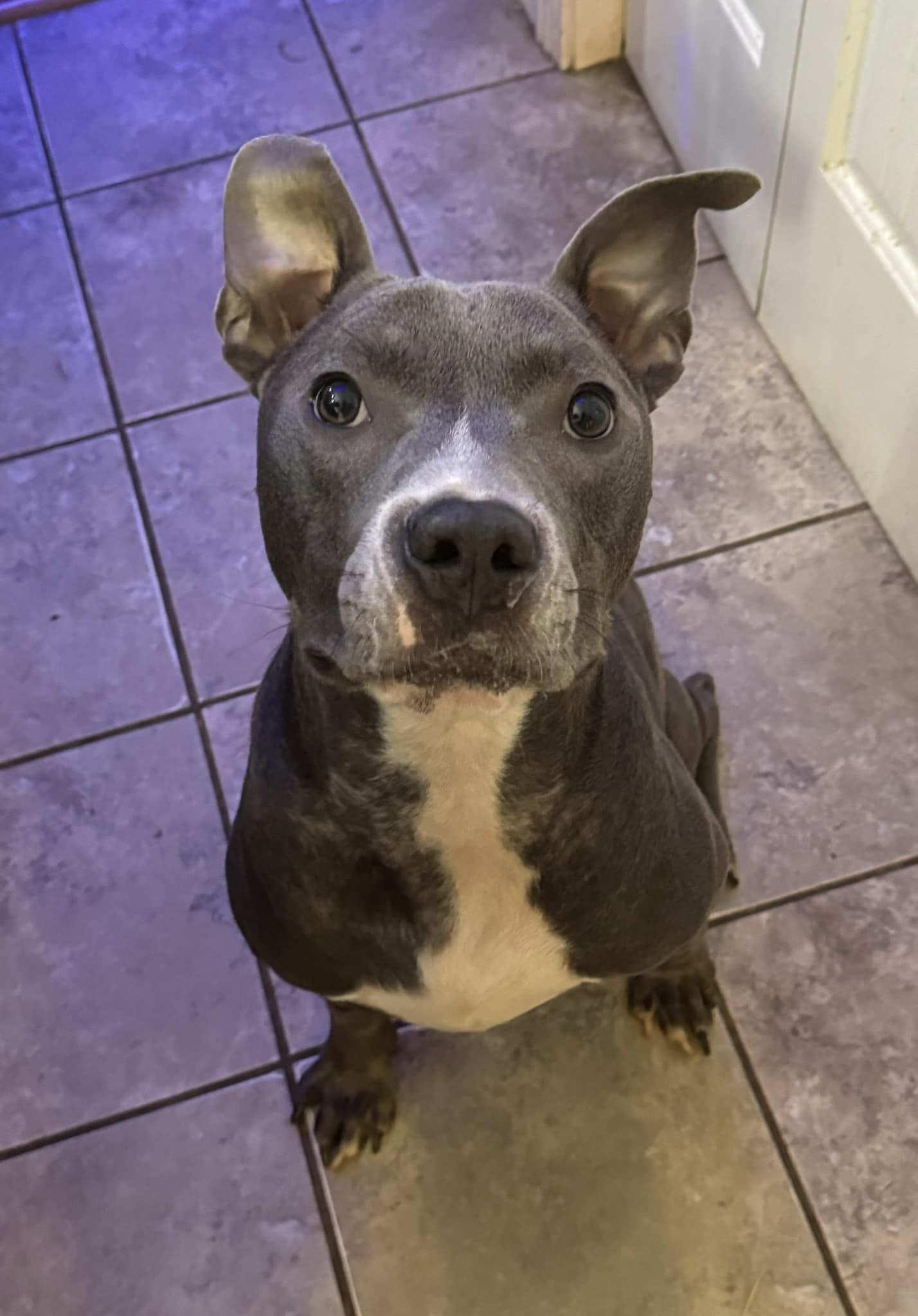 Enlarge Chuy, a Adoptable Mixed Breed in Vassalboro, ME image 1/3