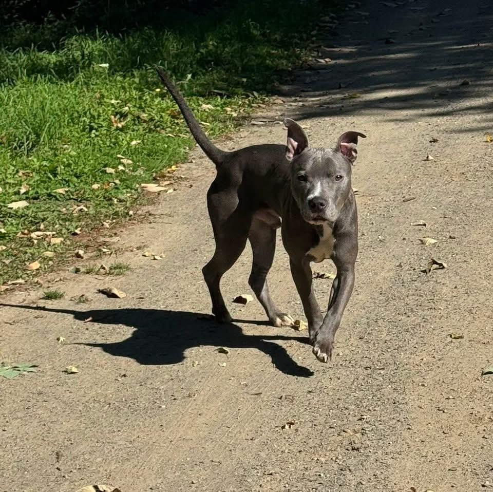Enlarge Chuy, a Adoptable Mixed Breed in Vassalboro, ME image 2/3