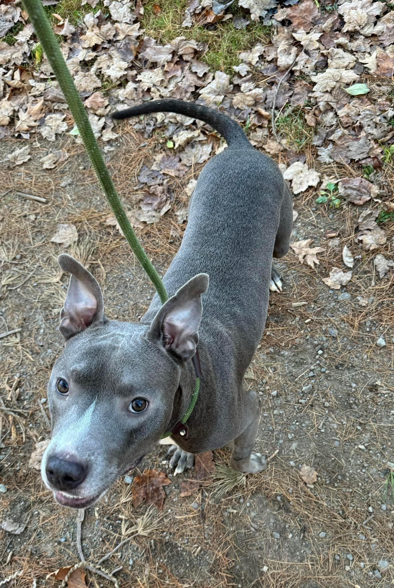 Enlarge Chuy, a Adoptable Mixed Breed in Vassalboro, ME image 3/3