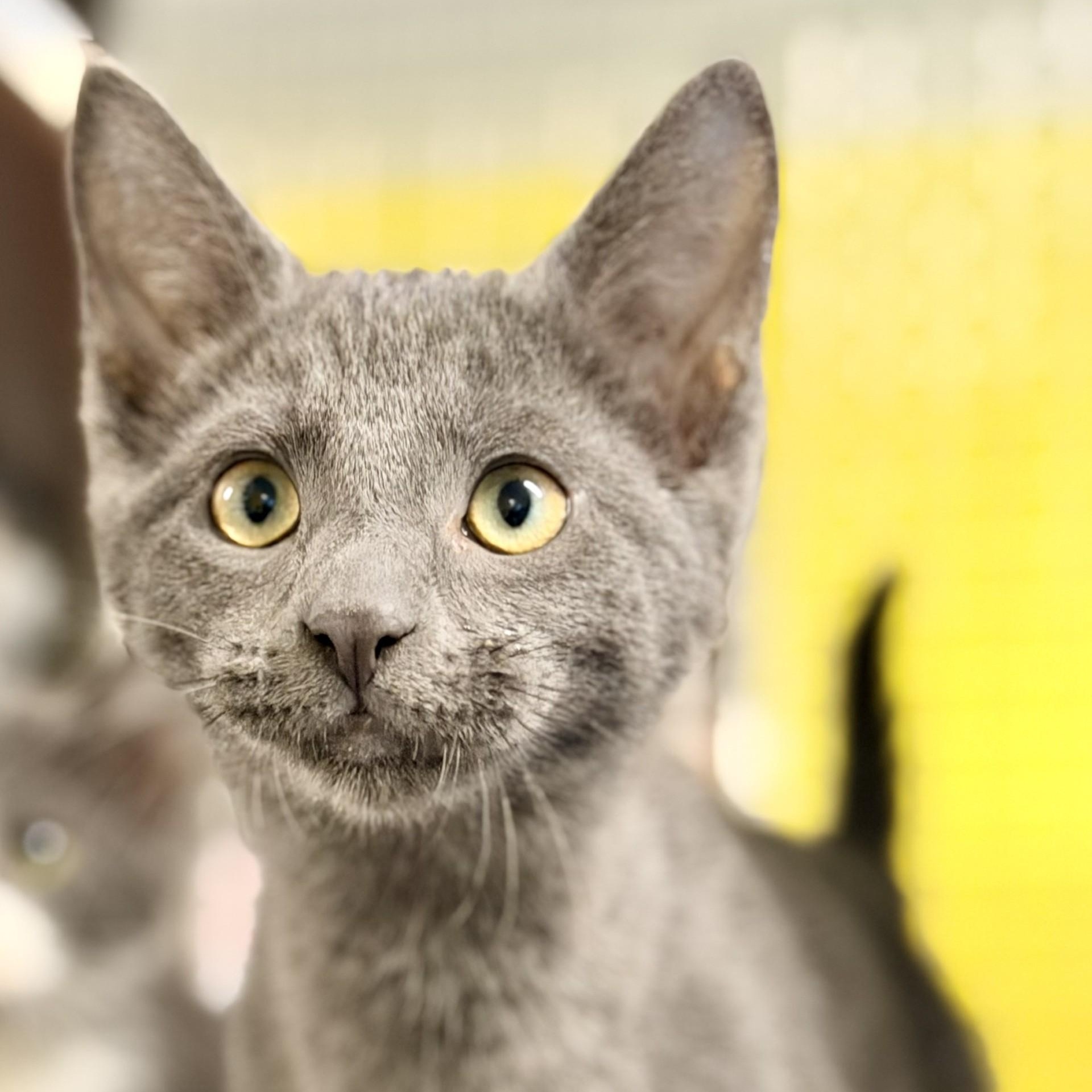 River, an adopted Domestic Short Hair in Jackson, NJ image 1/2