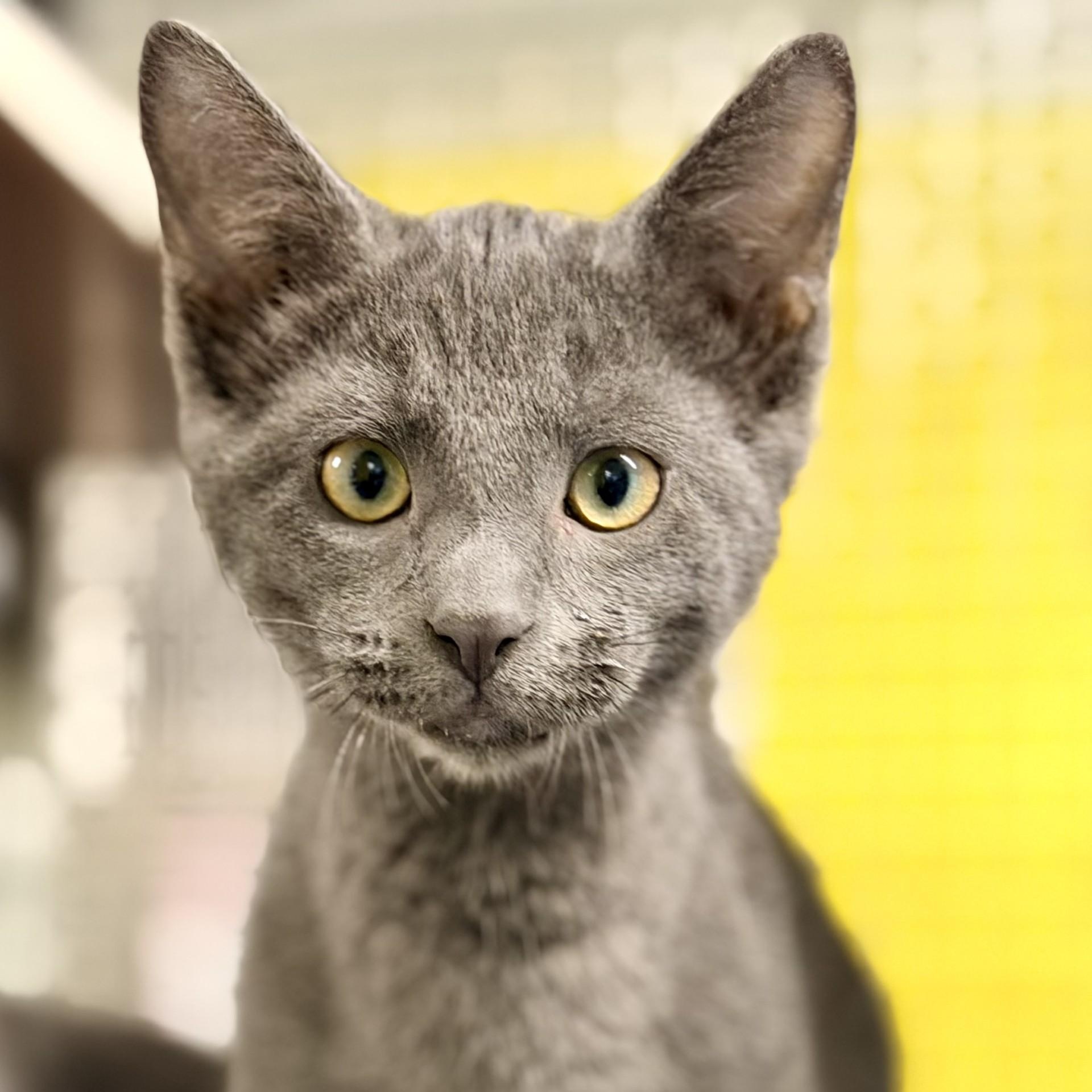 River, an adopted Domestic Short Hair in Jackson, NJ image 2/2