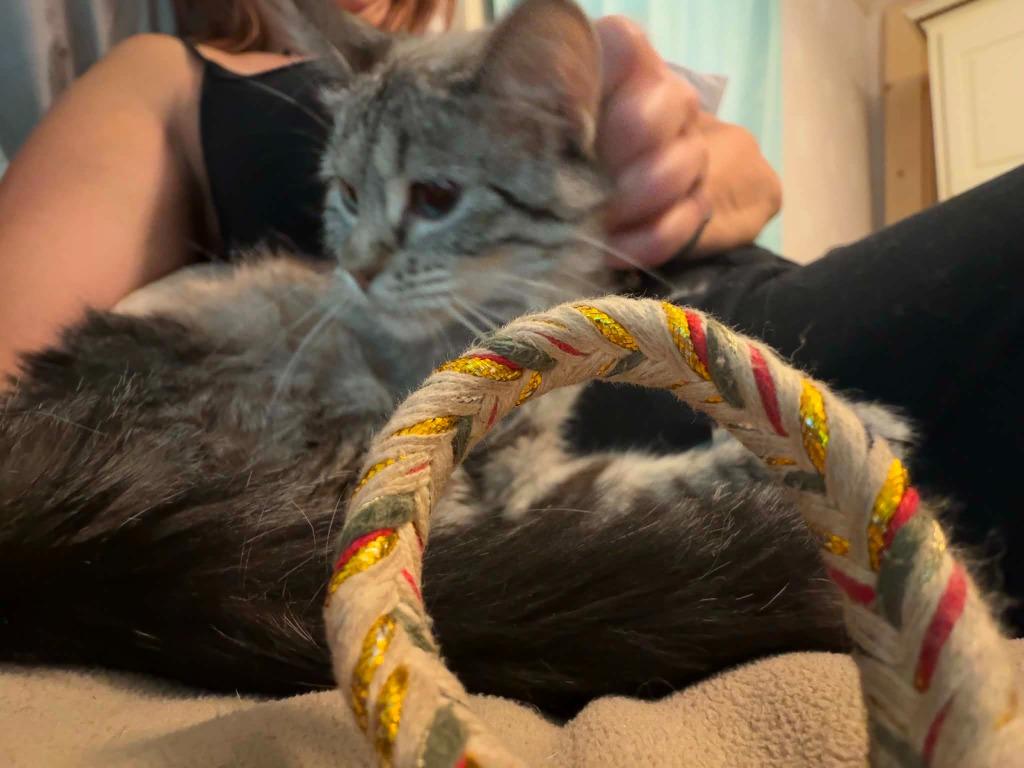 Dolly Parton, Adoptable, Adult Female Siamese.