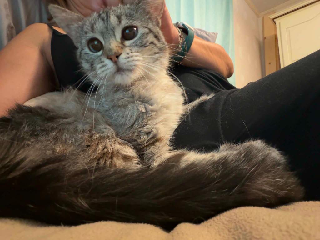 Dolly Parton, a Adoptable Siamese in Miami, OK image 2/3