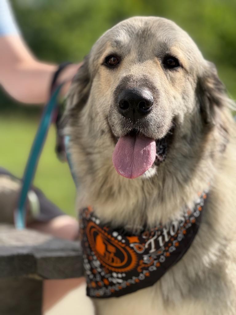 Bella, a Adoptable Great Pyrenees in Croydon, NH image 1/3