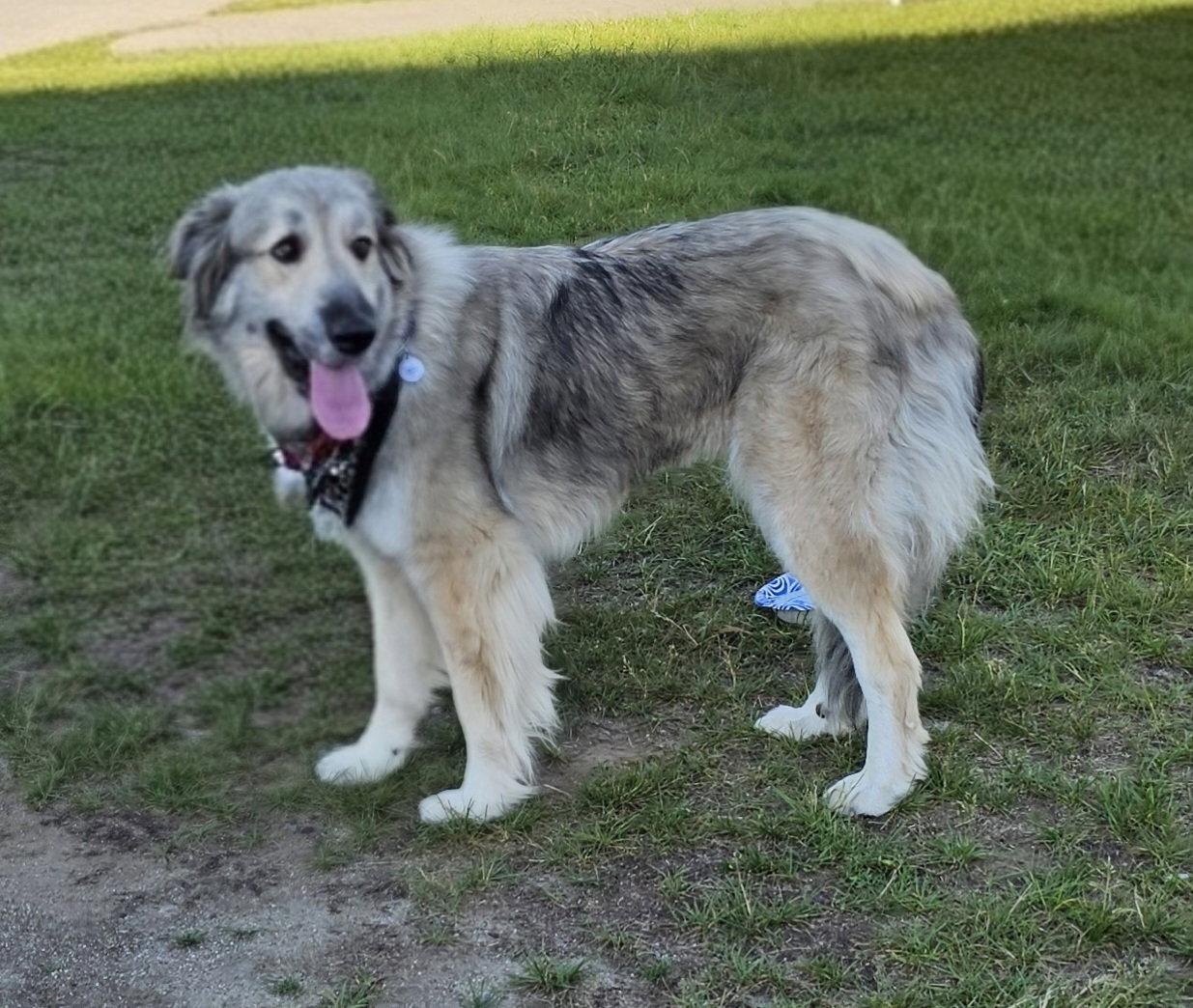 Bella, a Adoptable Great Pyrenees in Croydon, NH image 2/3