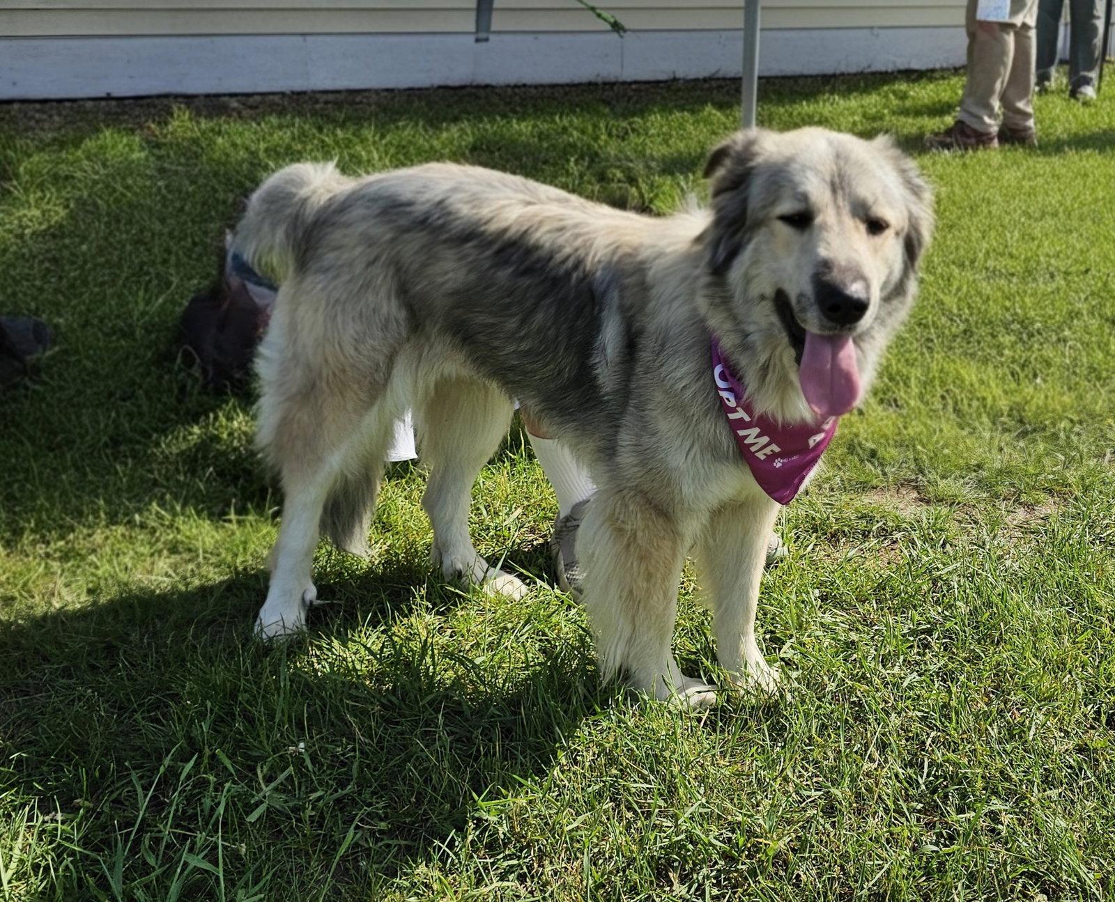 Bella, a Adoptable Great Pyrenees in Croydon, NH image 3/3
