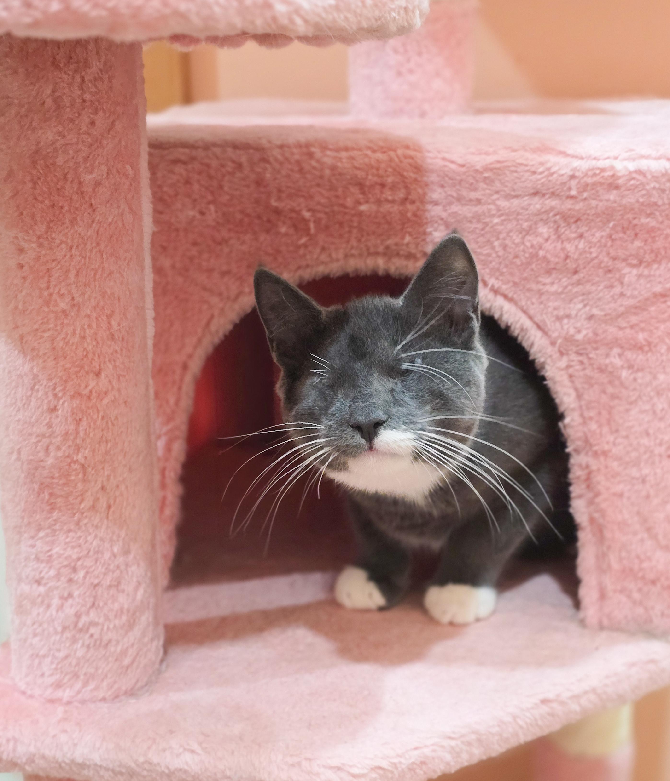 Waffle, Adoptable, Kitten Female Domestic Short Hair.