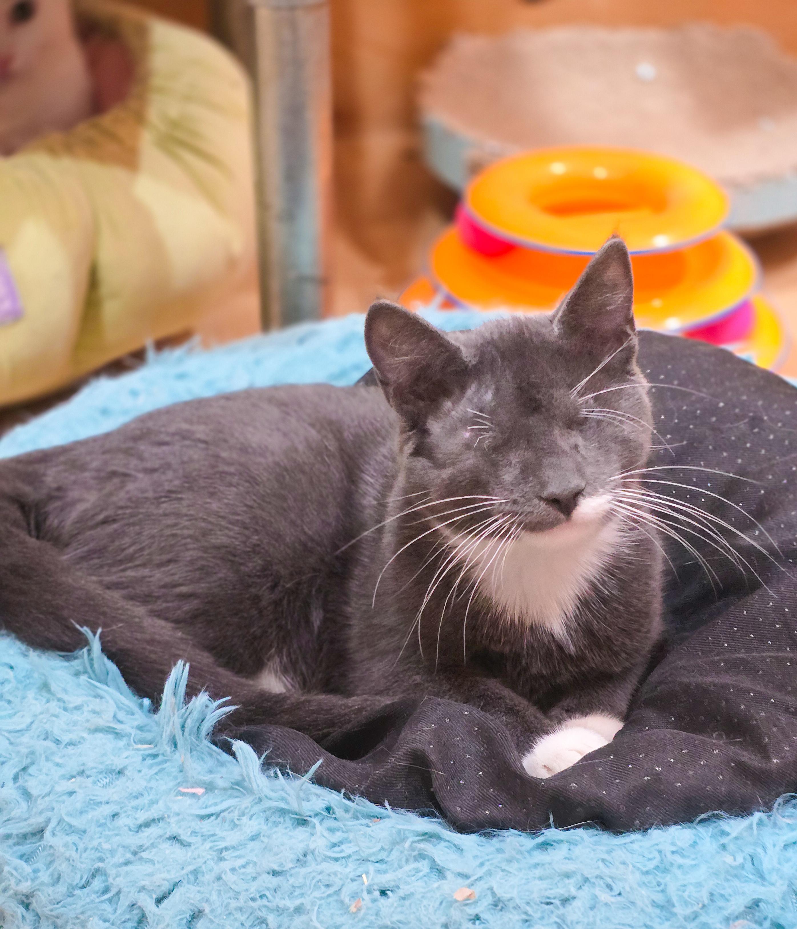 Enlarge Waffle, a Adoptable Domestic Short Hair in Mullica Hill, NJ image 2/3