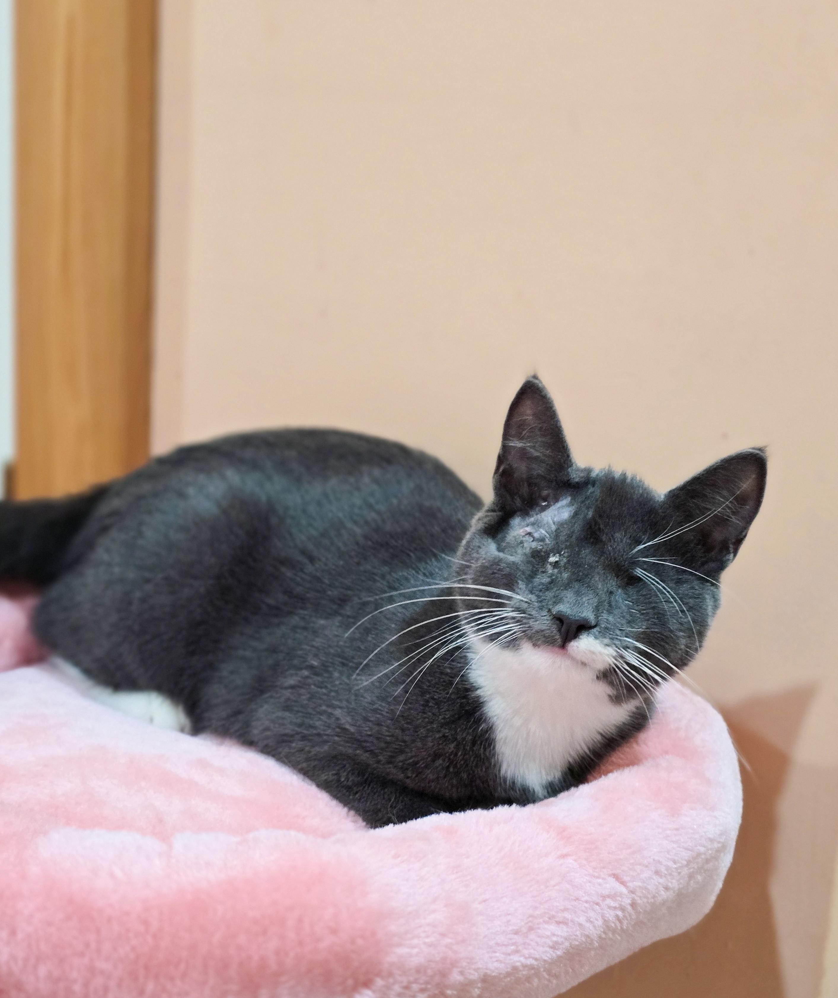 Enlarge Waffle, a Adoptable Domestic Short Hair in Mullica Hill, NJ image 3/3