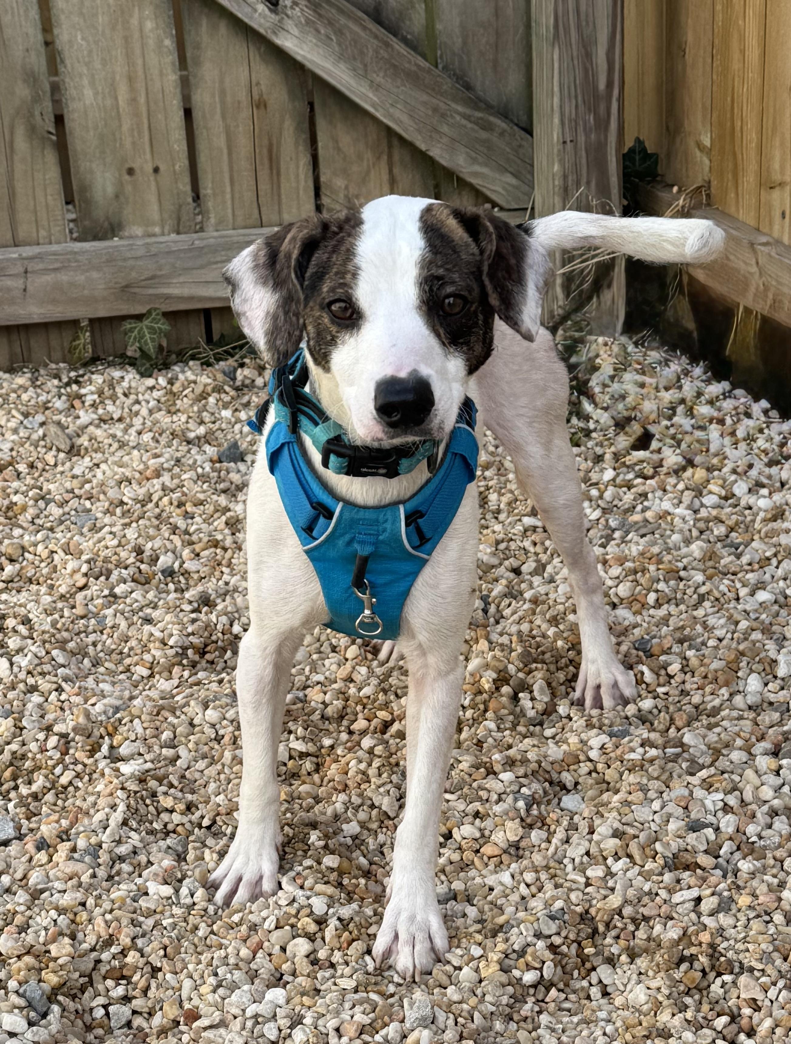 Gloves, ADOPTABLE, Adult Male Mixed Breed.