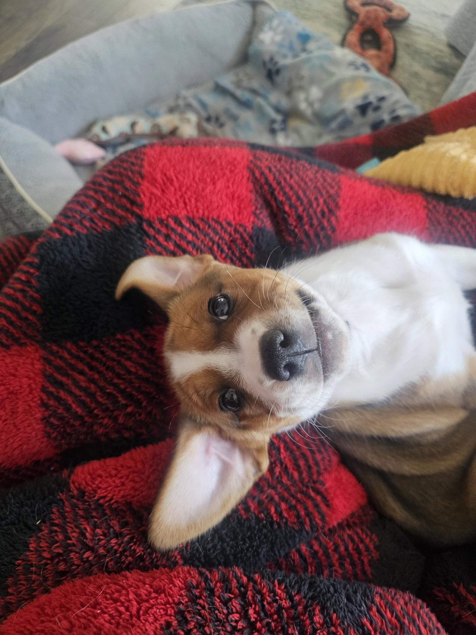 Lilac, Adoptable, Puppy Female English Bulldog & Bluetick Coonhound.