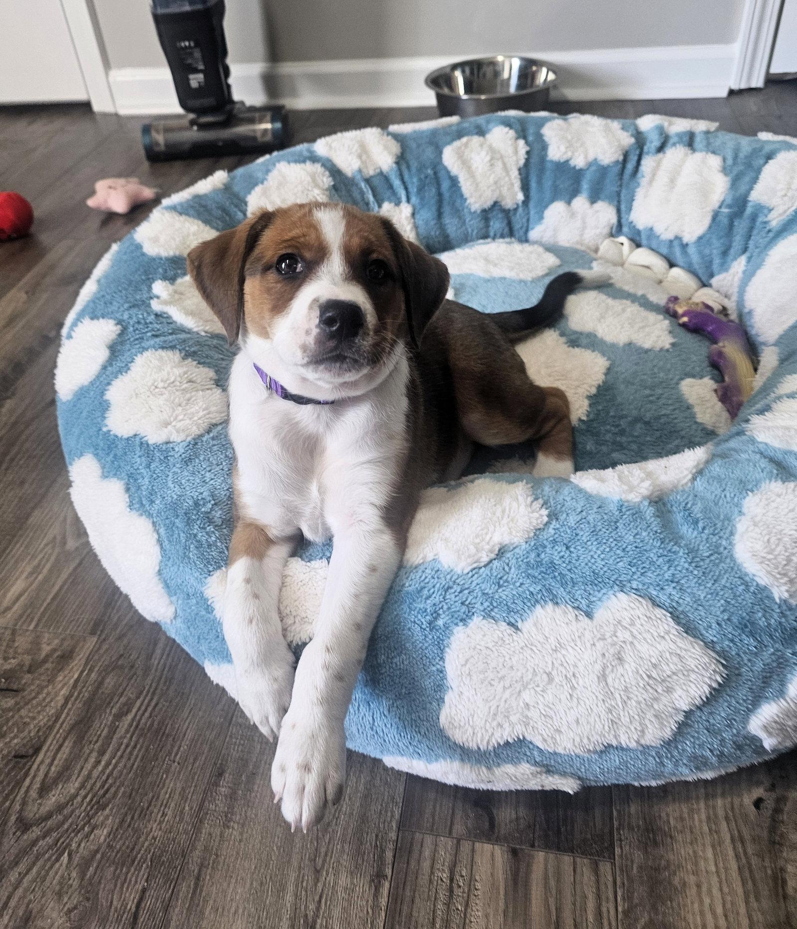 Enlarge Lilac, a Adoptable mixed breed in Auburn, GA image 2/3