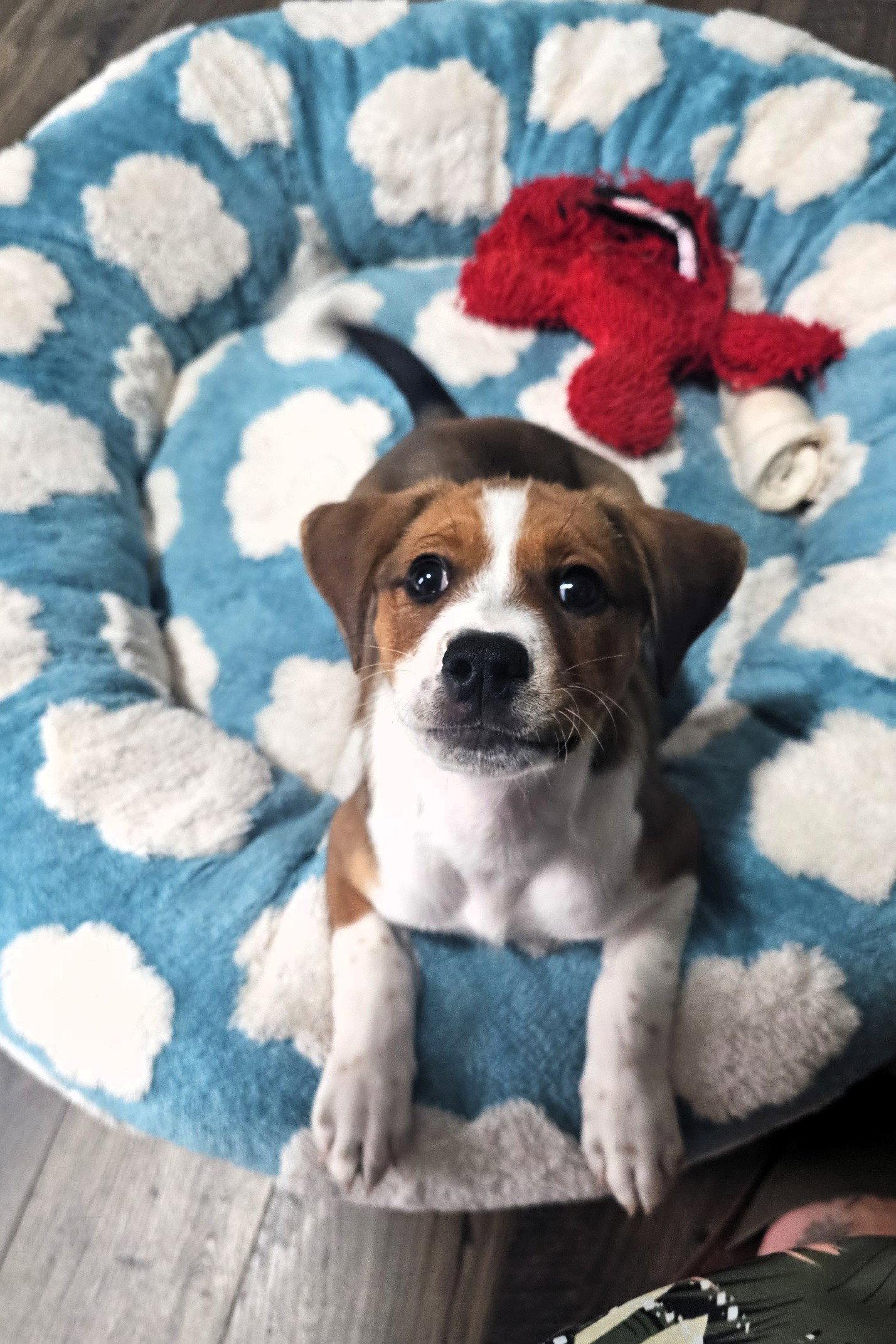 Enlarge Lilac, a Adoptable mixed breed in Auburn, GA image 3/3