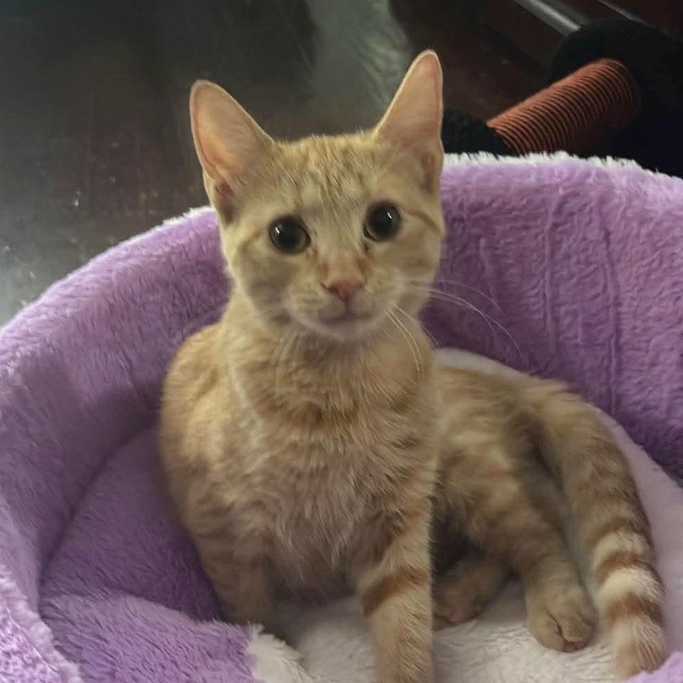 Kyro, Adoptable, Kitten Female Tabby & Domestic Short Hair.