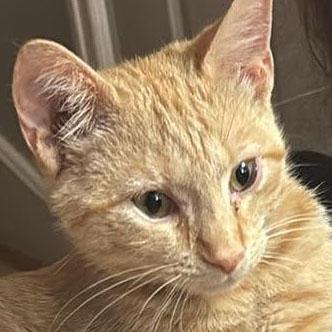 Enlarge Kyro, a Adoptable mixed breed in Harrisburg, PA image 3/4