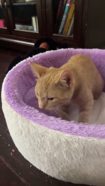 Enlarge Kyro, a Adoptable mixed breed in Harrisburg, PA video 4/4