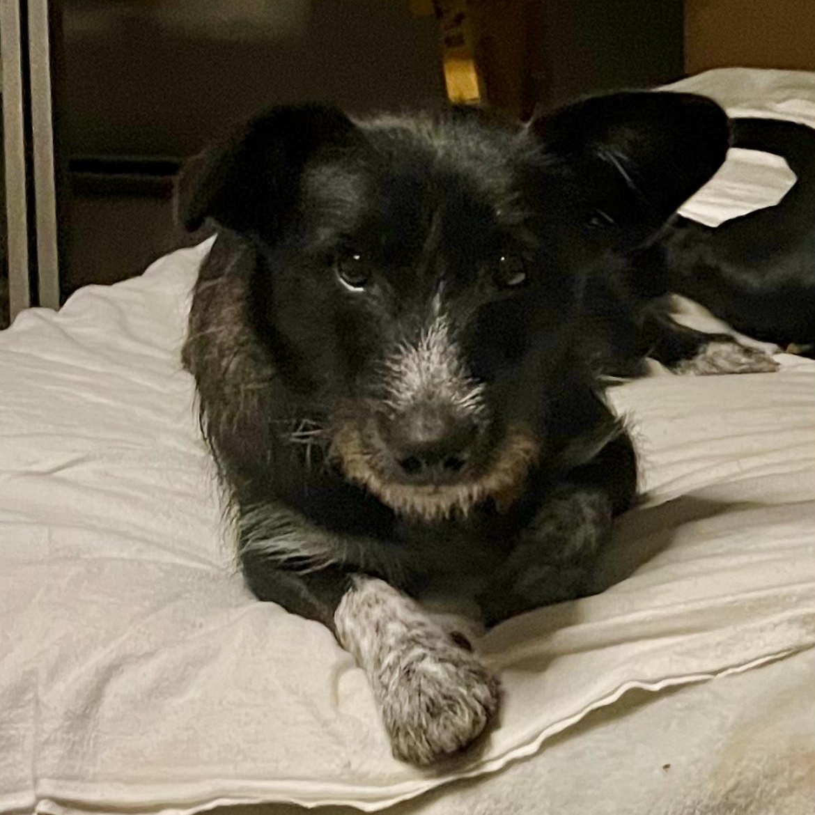 Enlarge Sis, a Adoptable mixed breed in Colmar, PA image 1/6