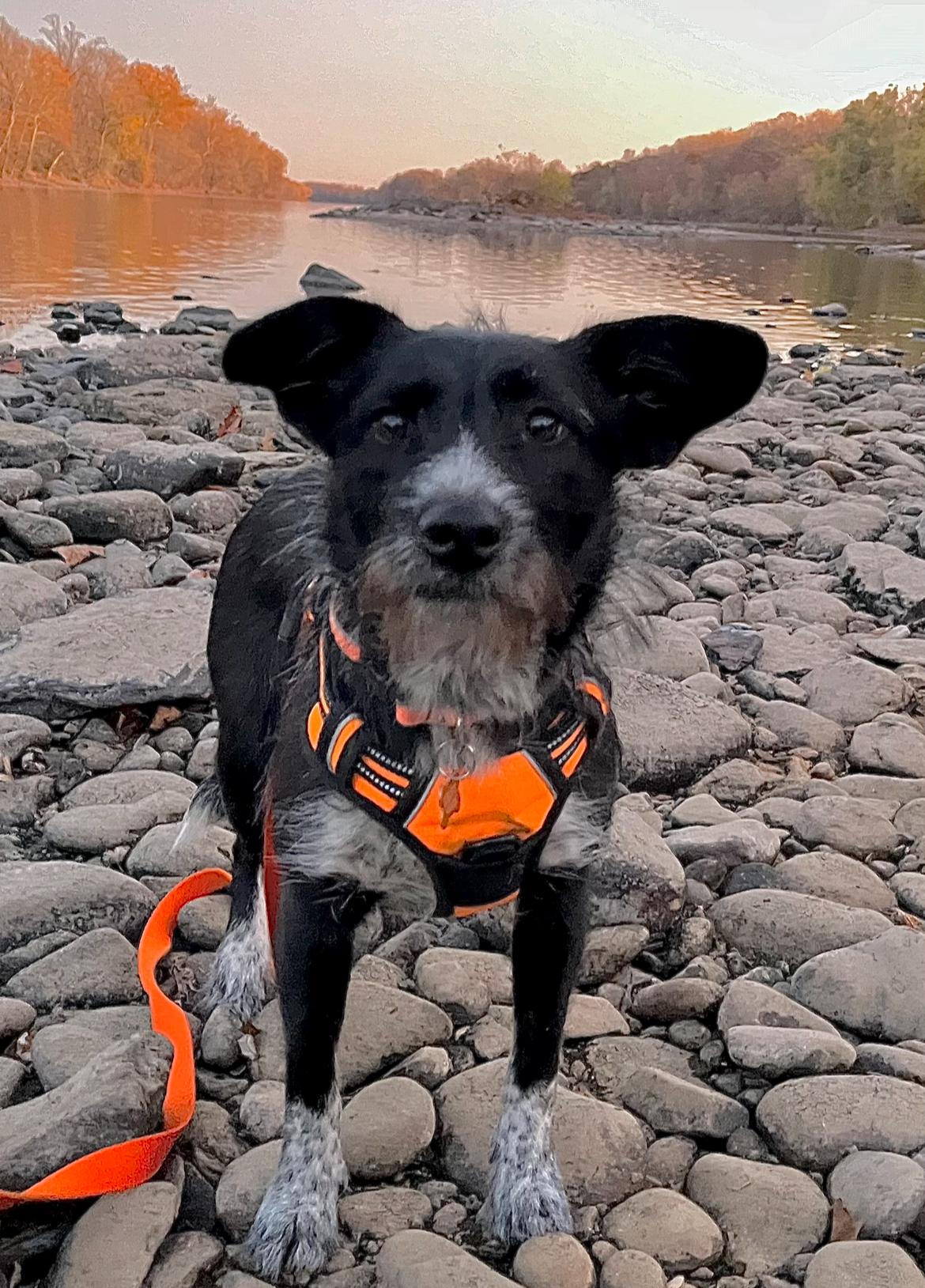 Enlarge Sis, a Adoptable mixed breed in Colmar, PA image 5/6