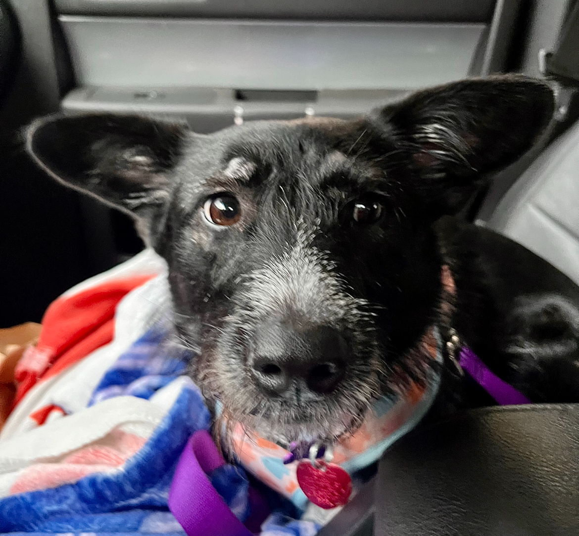 Enlarge Sis, a Adoptable mixed breed in Colmar, PA image 2/6