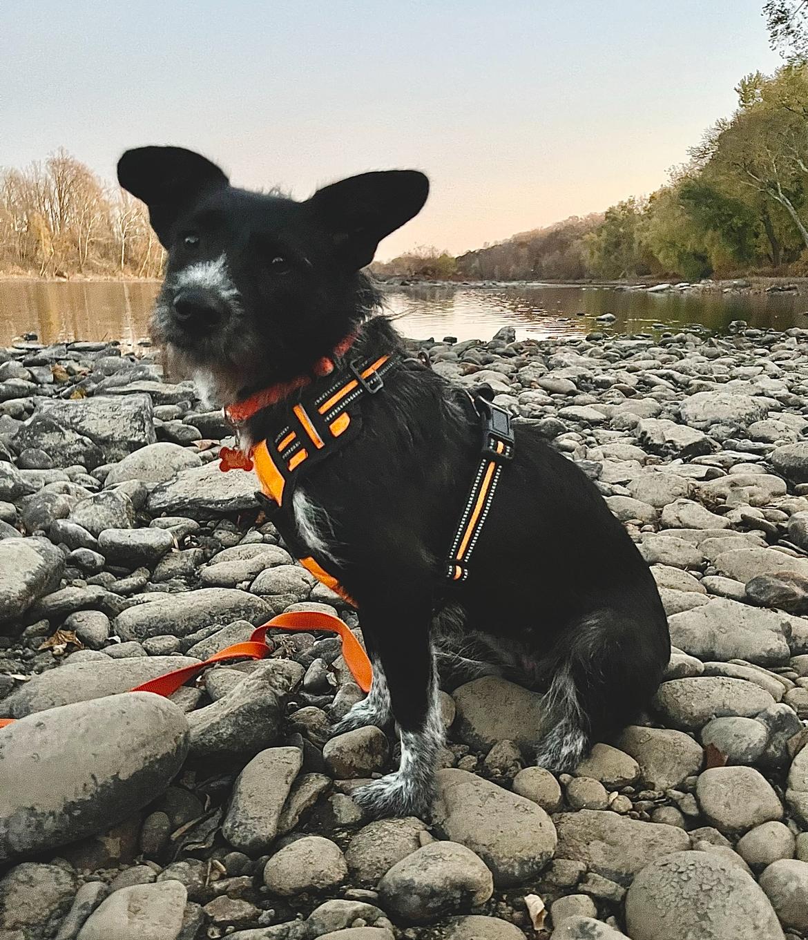 Enlarge Sis, a Adoptable mixed breed in Colmar, PA image 6/6