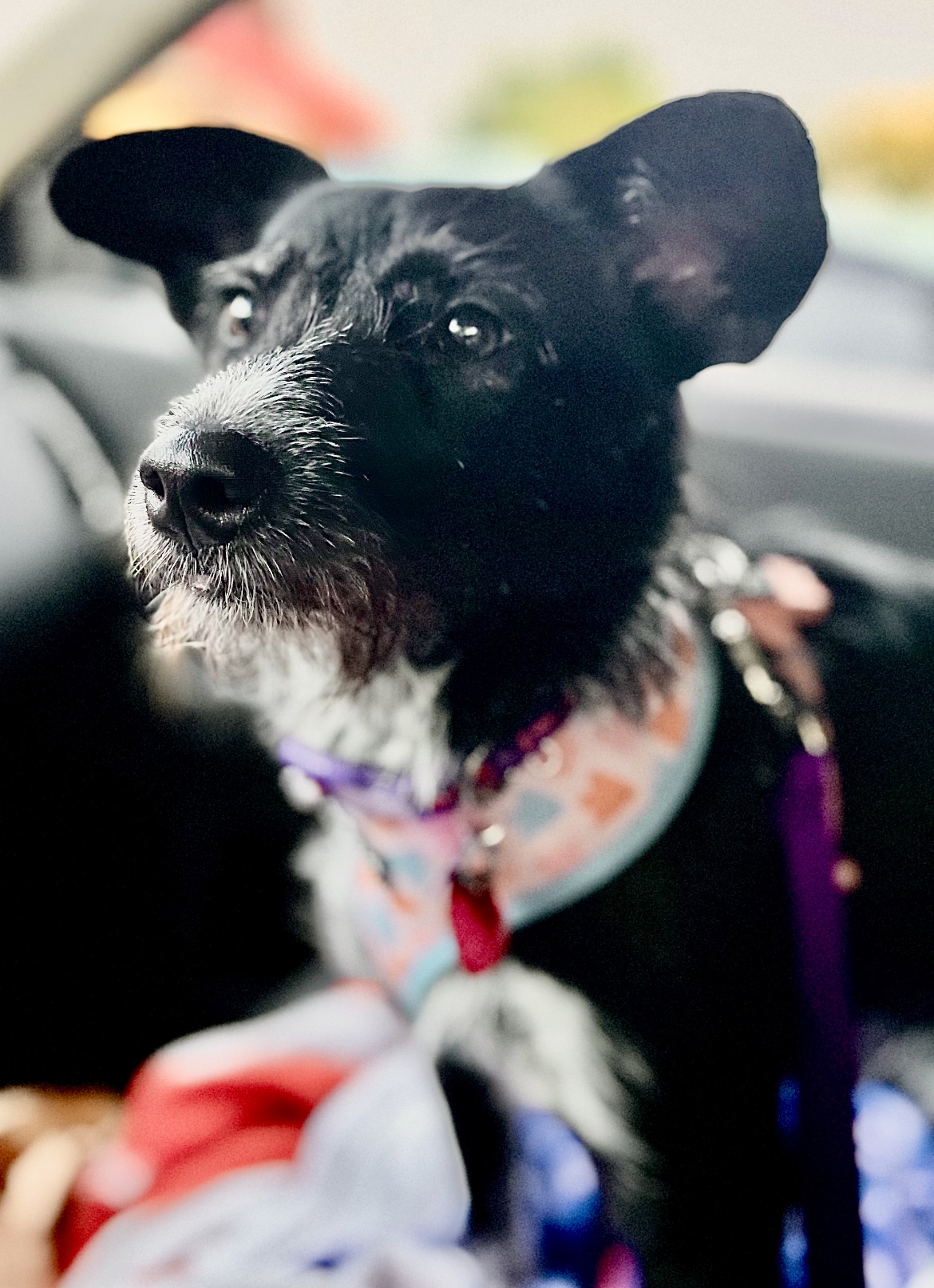 Enlarge Sis, a Adoptable mixed breed in Colmar, PA image 3/6