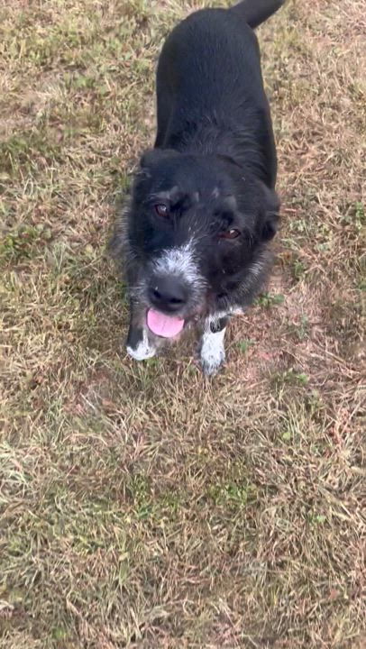 Enlarge Sis, a Adoptable mixed breed in Colmar, PA video 4/6