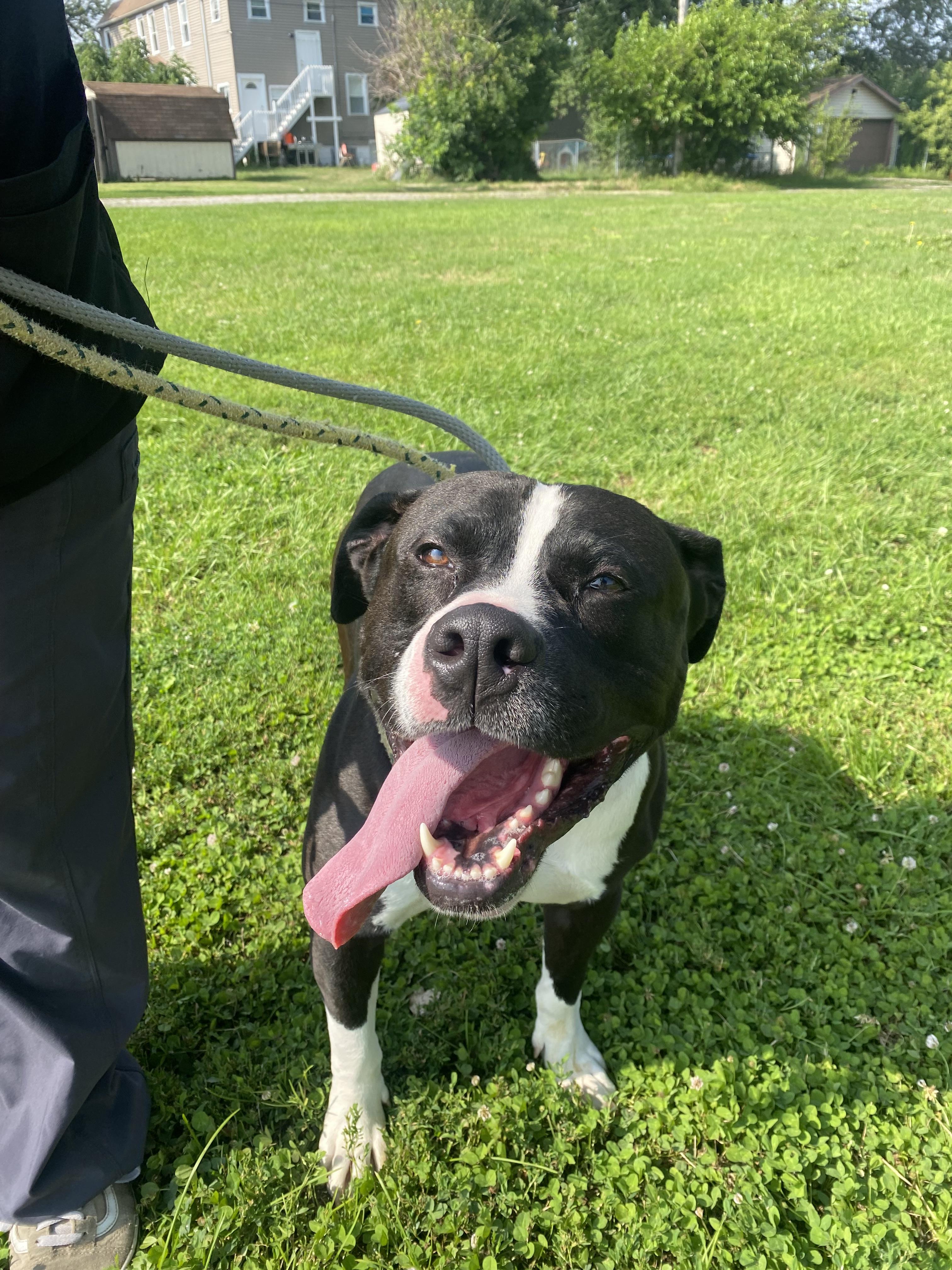 Wyatt, Adoptable, Adult Male Pit Bull Terrier.