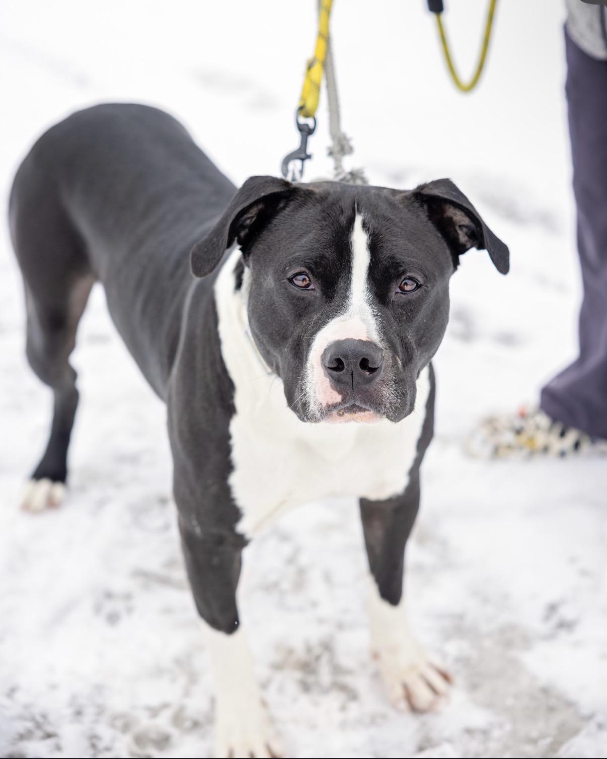 Wyatt, Adoptable, Adult Male Pit Bull Terrier.