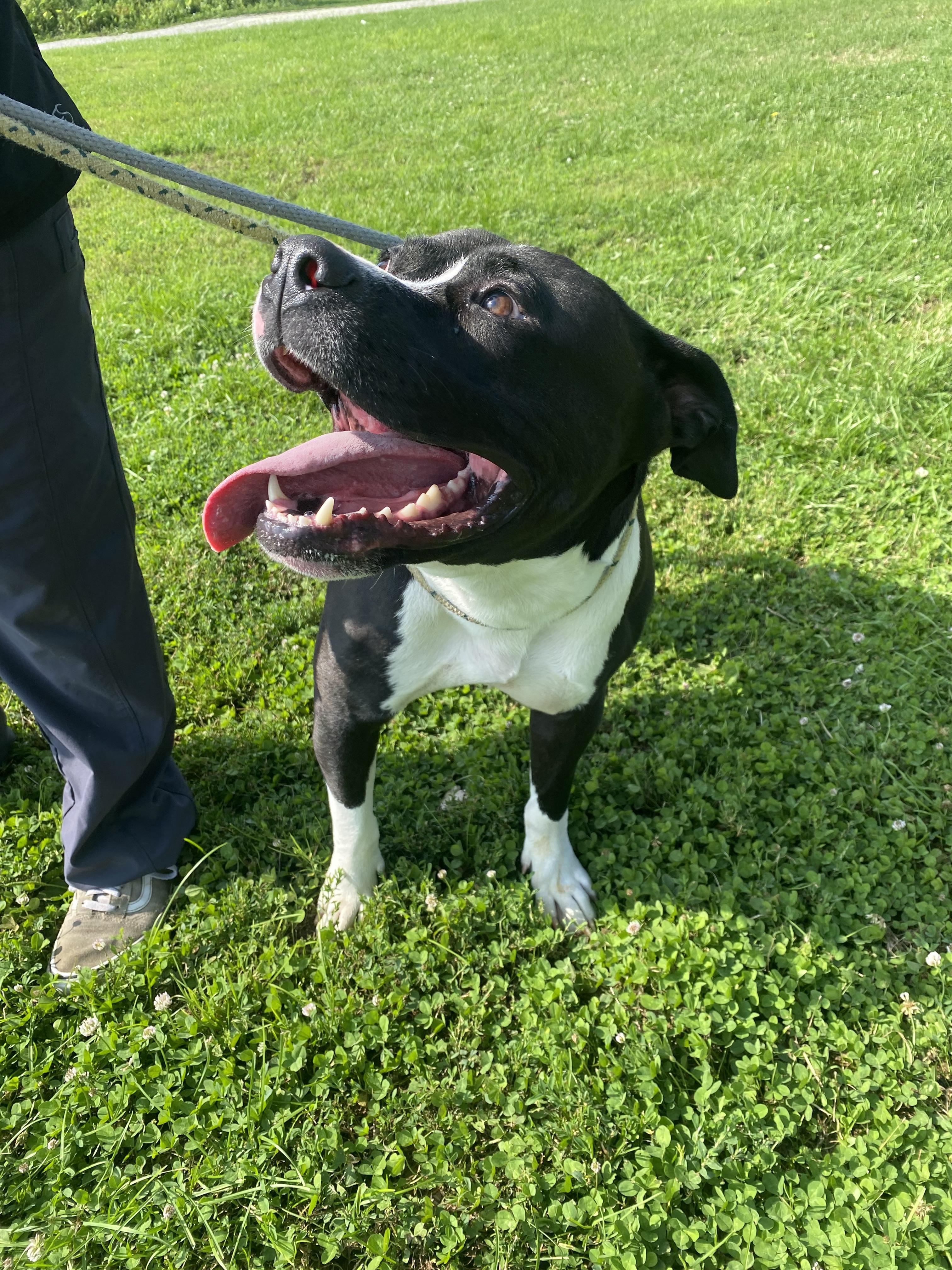Wyatt, a Adoptable Pit Bull Terrier in Steger, IL image 2/4