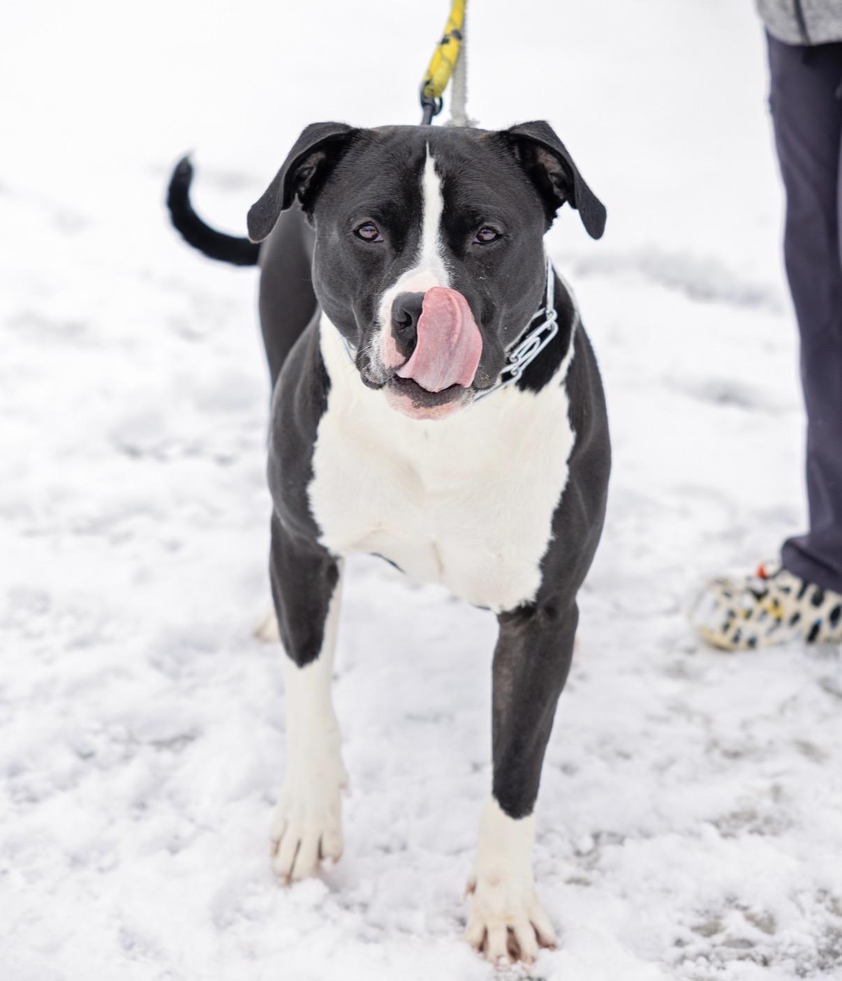 Enlarge Wyatt, a Adoptable Pit Bull Terrier in Steger, IL image 3/6