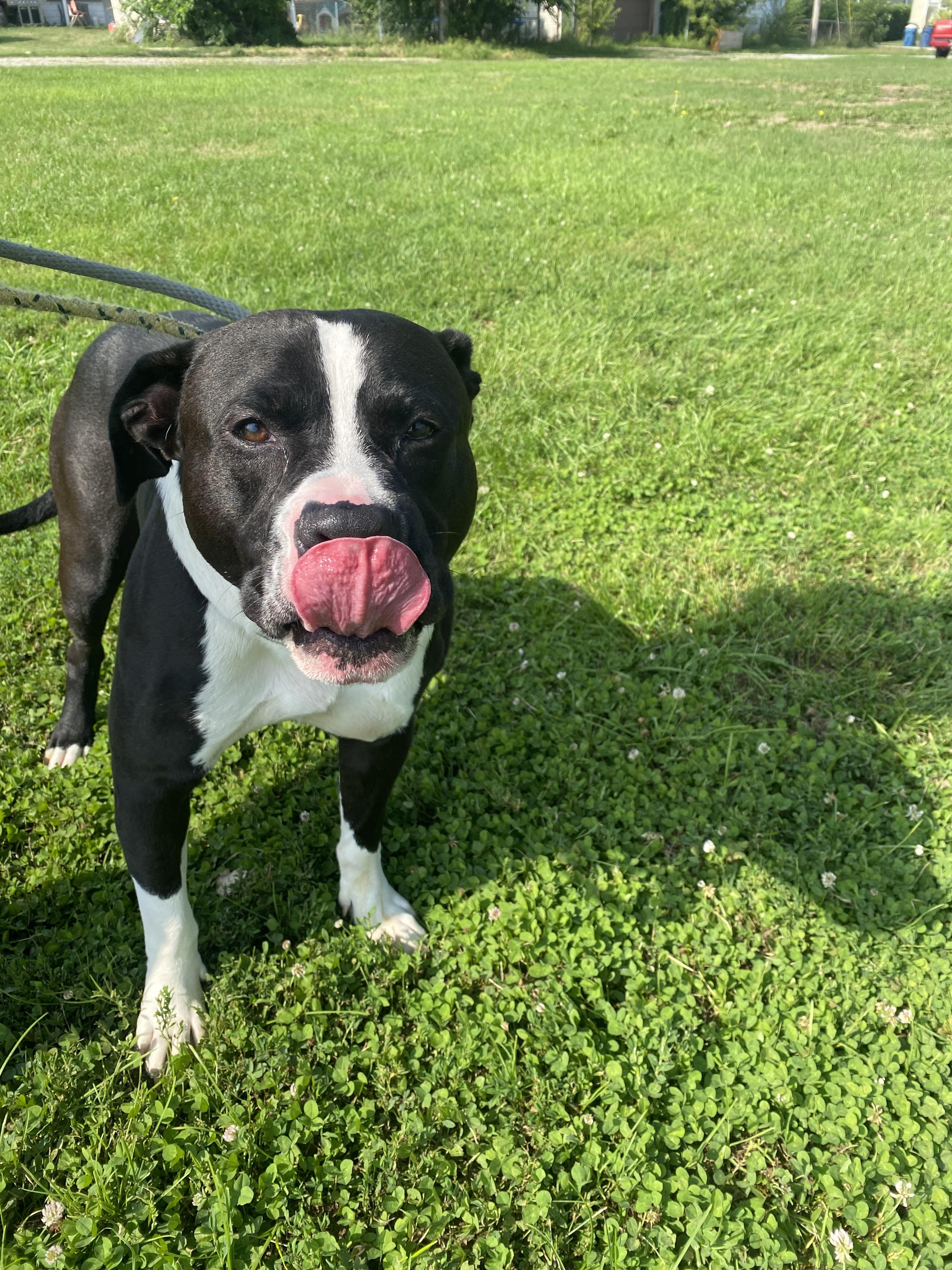 Wyatt, a Adoptable Pit Bull Terrier in Steger, IL image 3/4