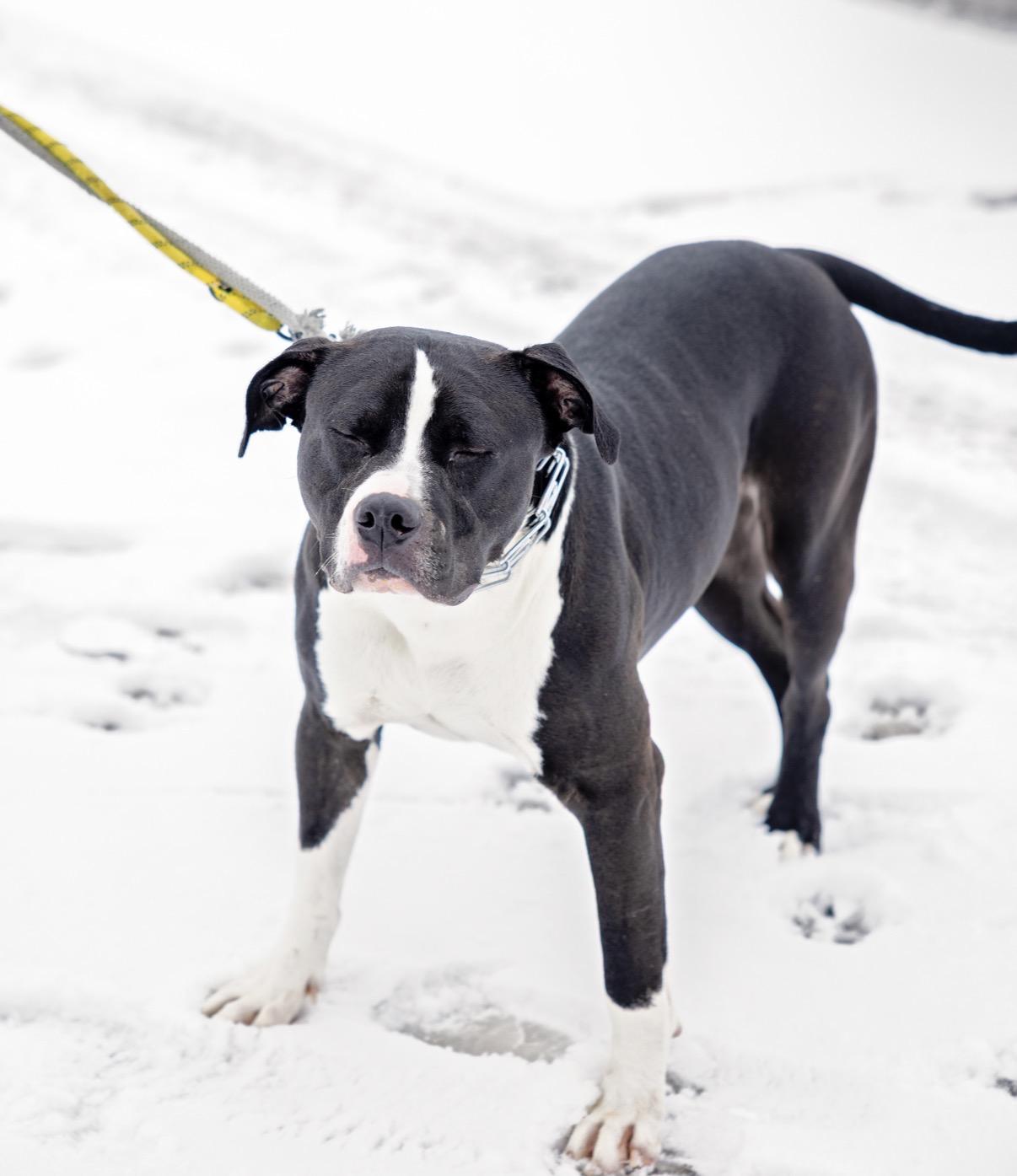 Enlarge Wyatt, a Adoptable Pit Bull Terrier in Steger, IL image 6/6