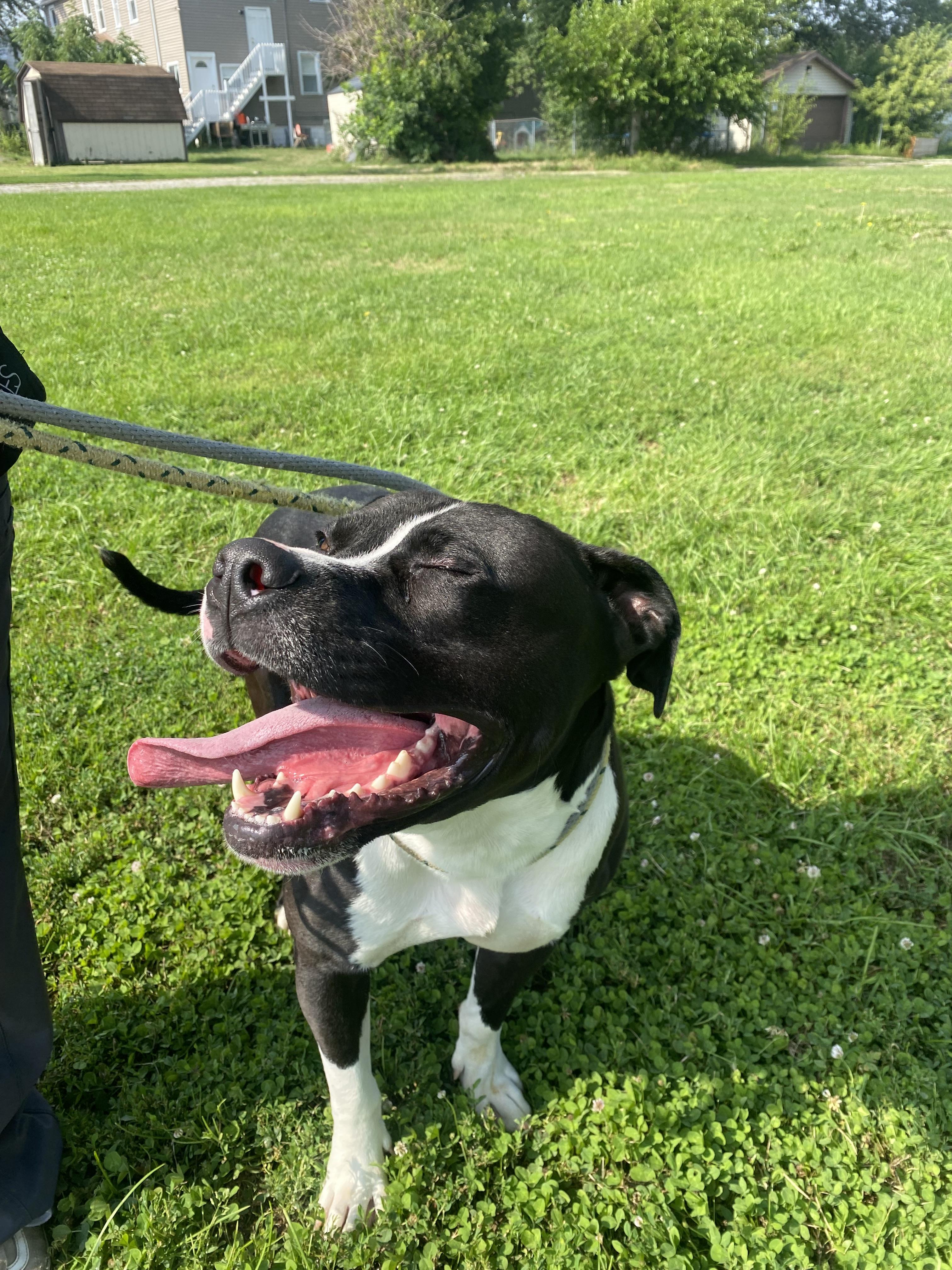 Wyatt, a Adoptable Pit Bull Terrier in Steger, IL image 4/4