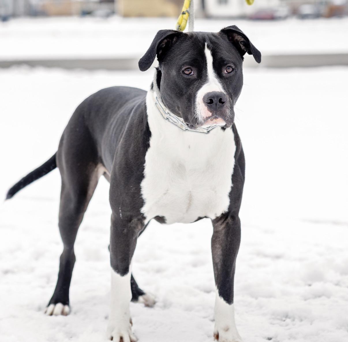 Enlarge Wyatt, a Adoptable Pit Bull Terrier in Steger, IL image 2/6