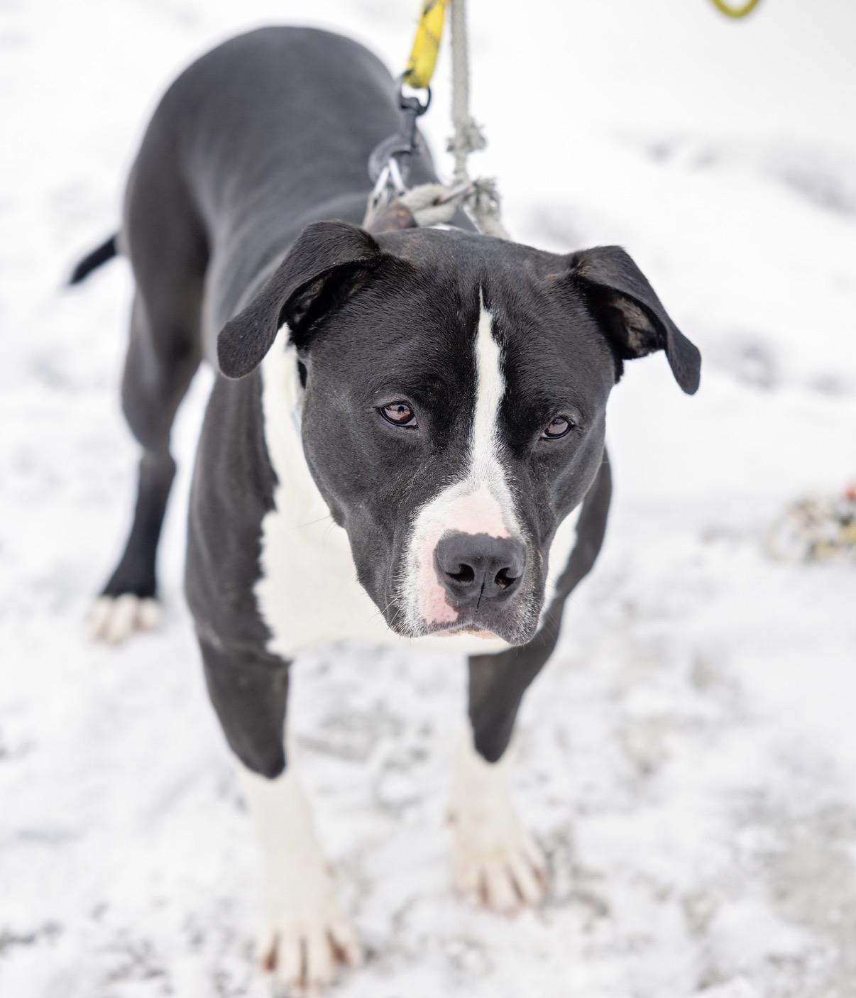 Enlarge Wyatt, a Adoptable Pit Bull Terrier in Steger, IL image 5/6