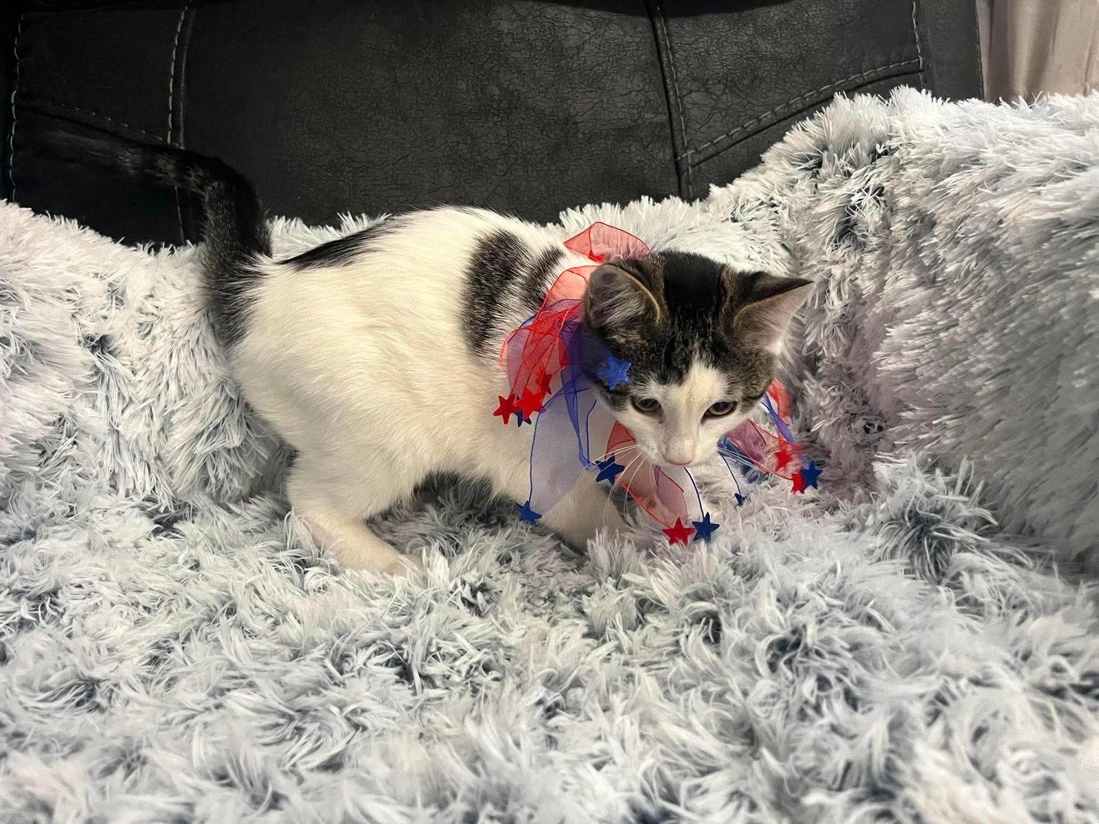 Rita, a Adoptable Domestic Short Hair in Merriam, KS image 1/3