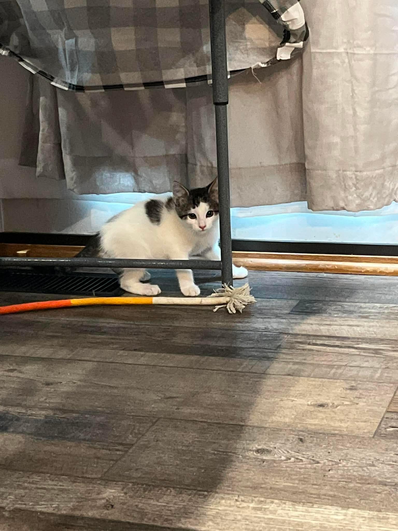 Rita, a Adoptable Domestic Short Hair in Merriam, KS image 2/3