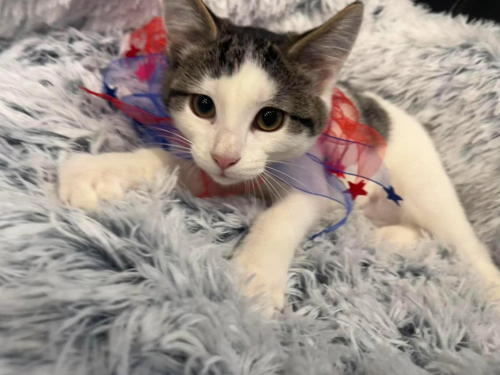 Rita, a Adoptable Domestic Short Hair in Merriam, KS image 3/3