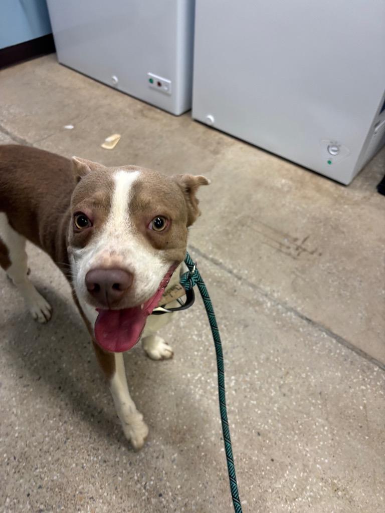Alabama, Adoptable, Young Male Mixed Breed & American Staffordshire Terrier.