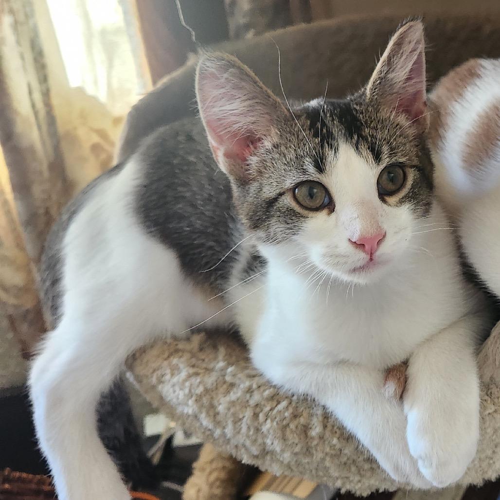 Otis — thumbnail 2