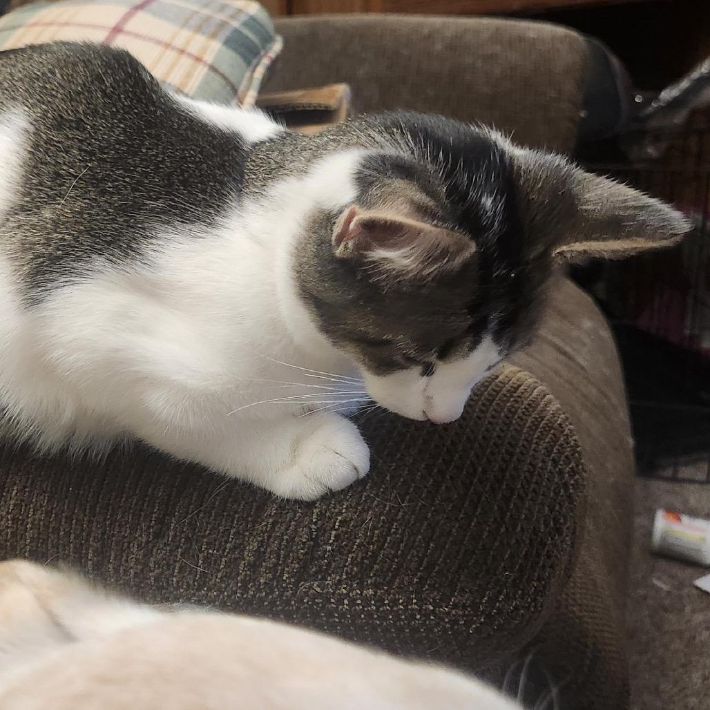 Otis — thumbnail 4